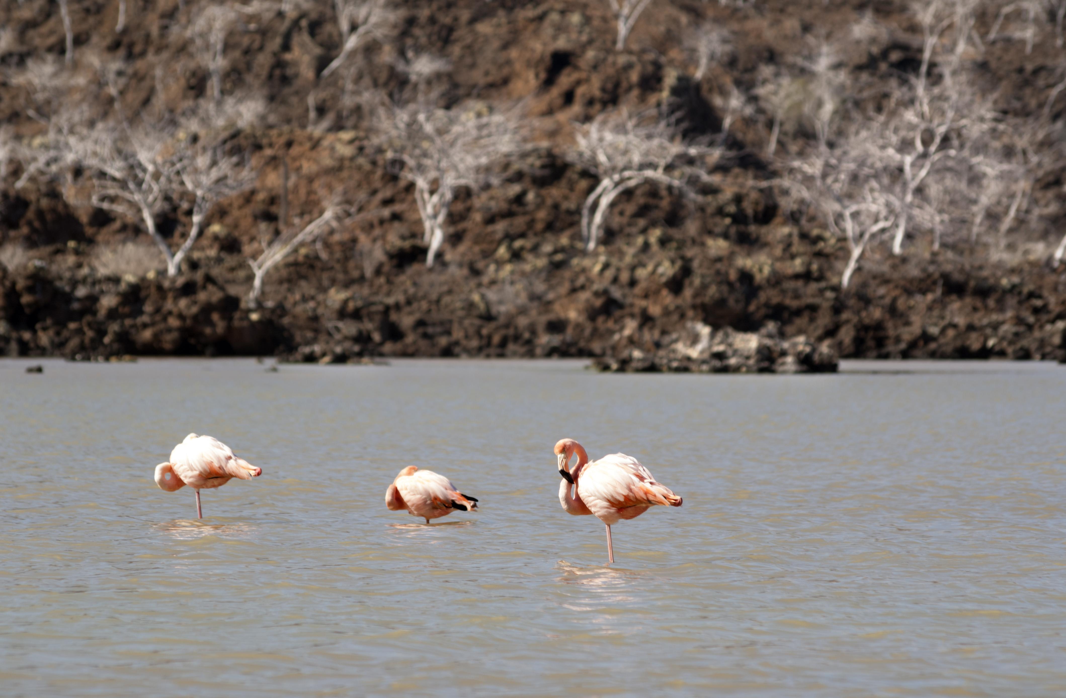 flamingos-in-lake-island