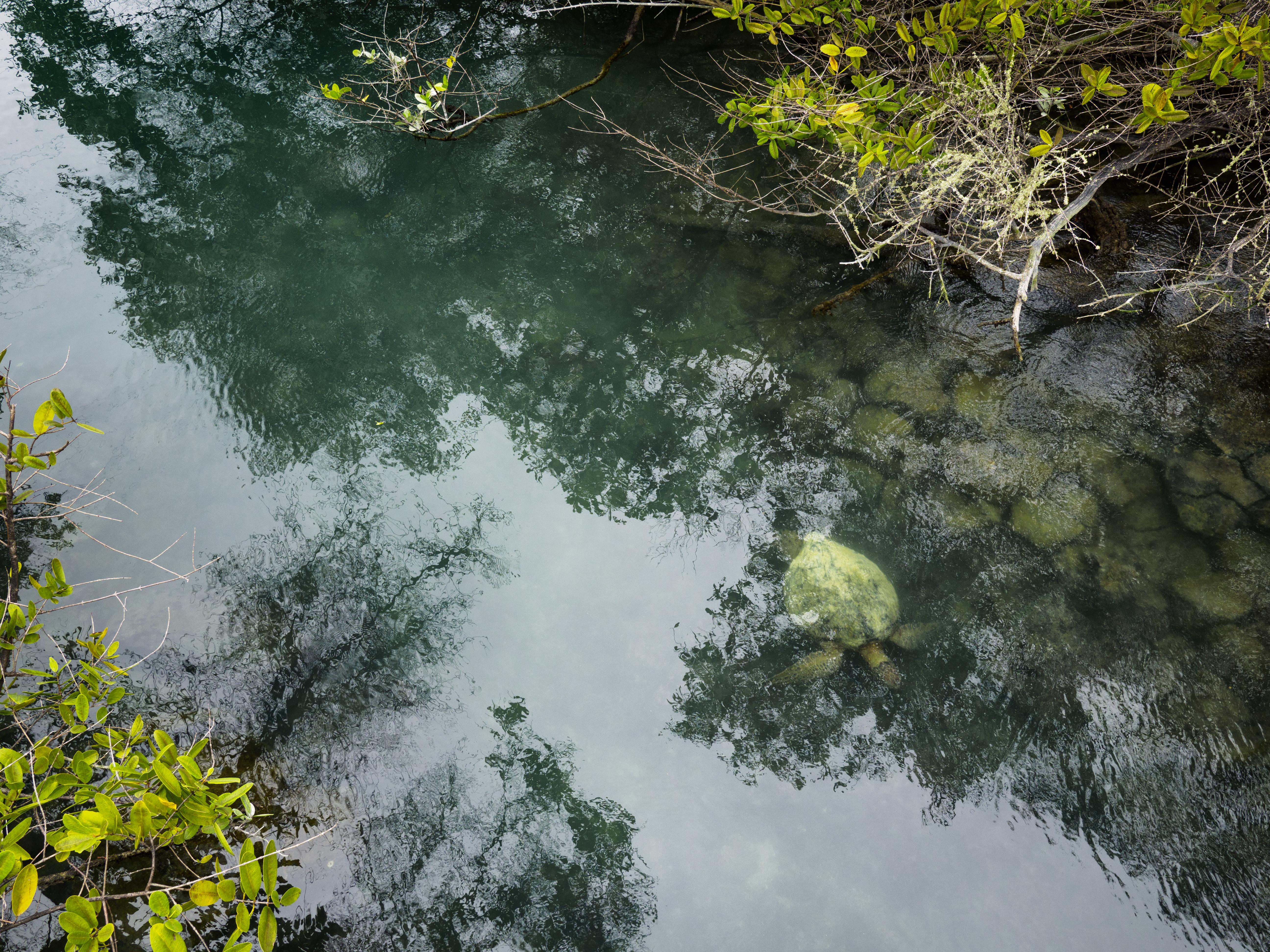 giant-tortoise-nymphs-lagoon-santa-cruz-island