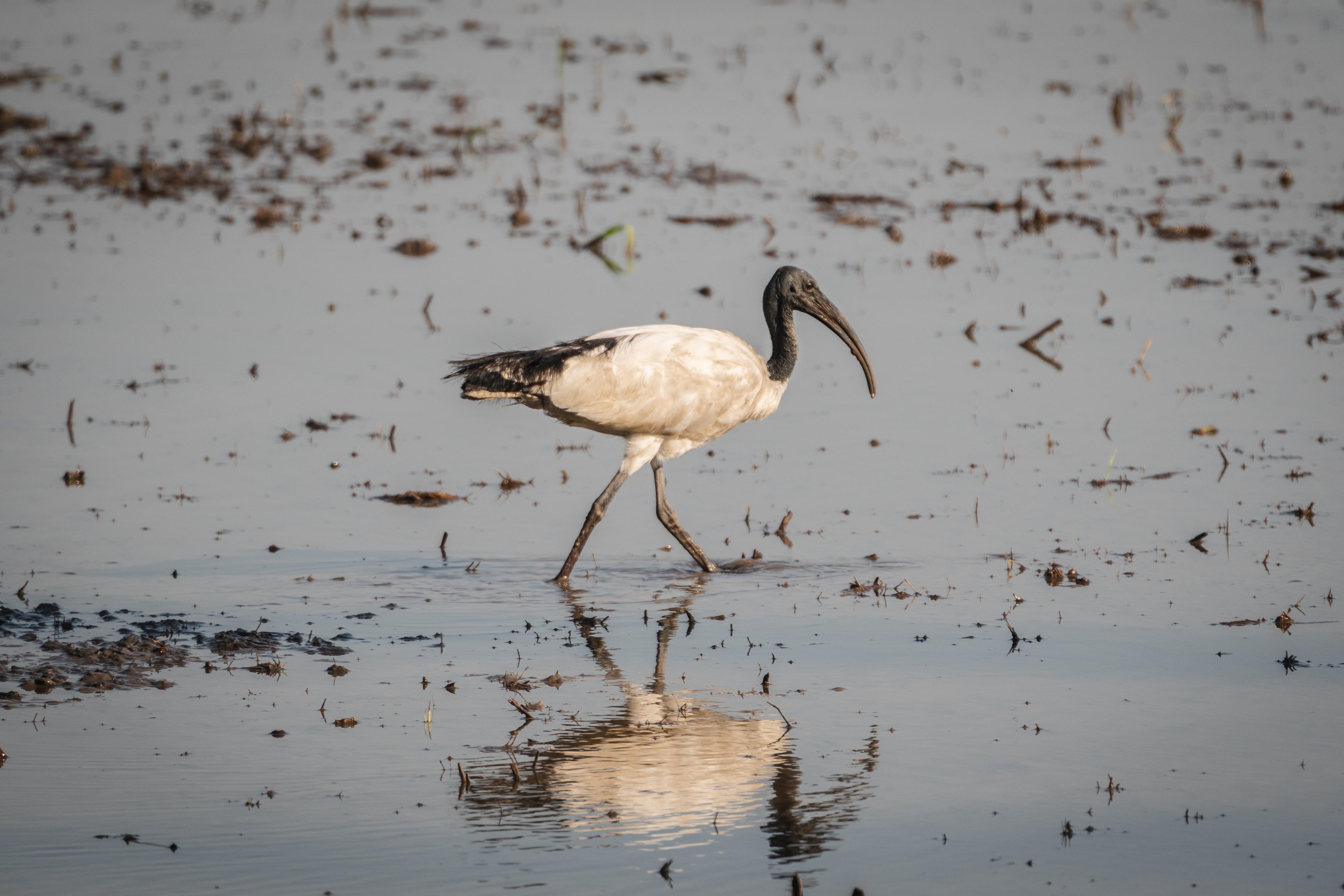 mekong bird