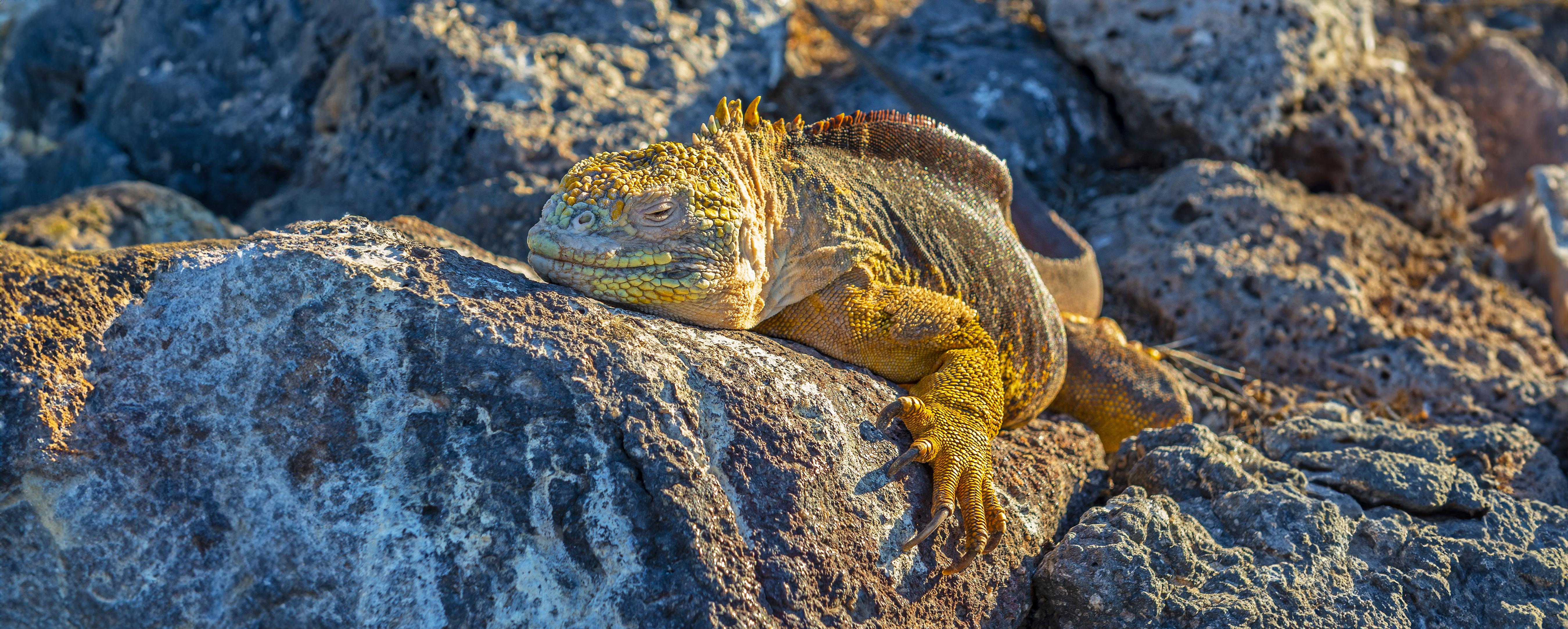 Land Iguana