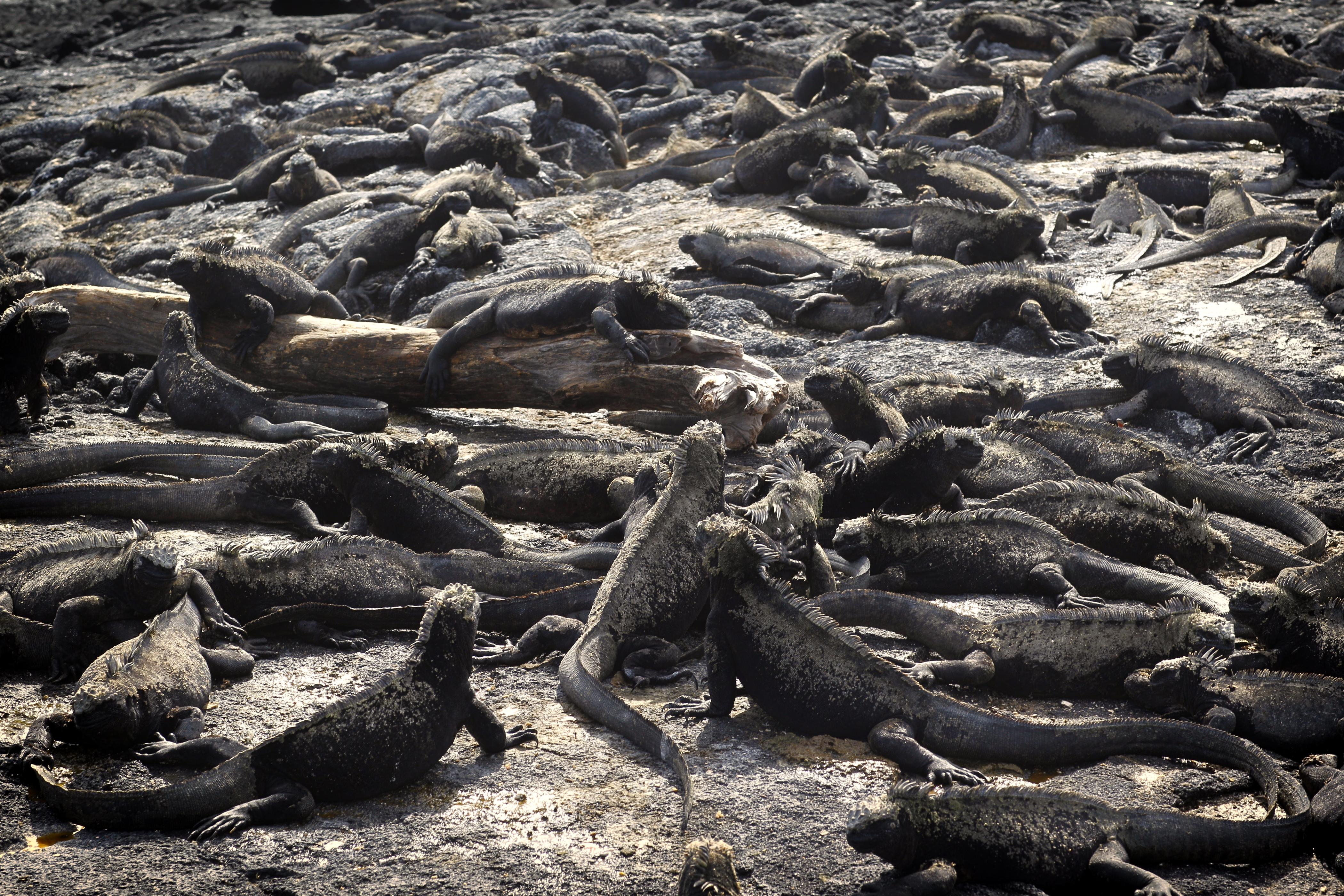 mess-of-marine-iguanas-fernandina-island