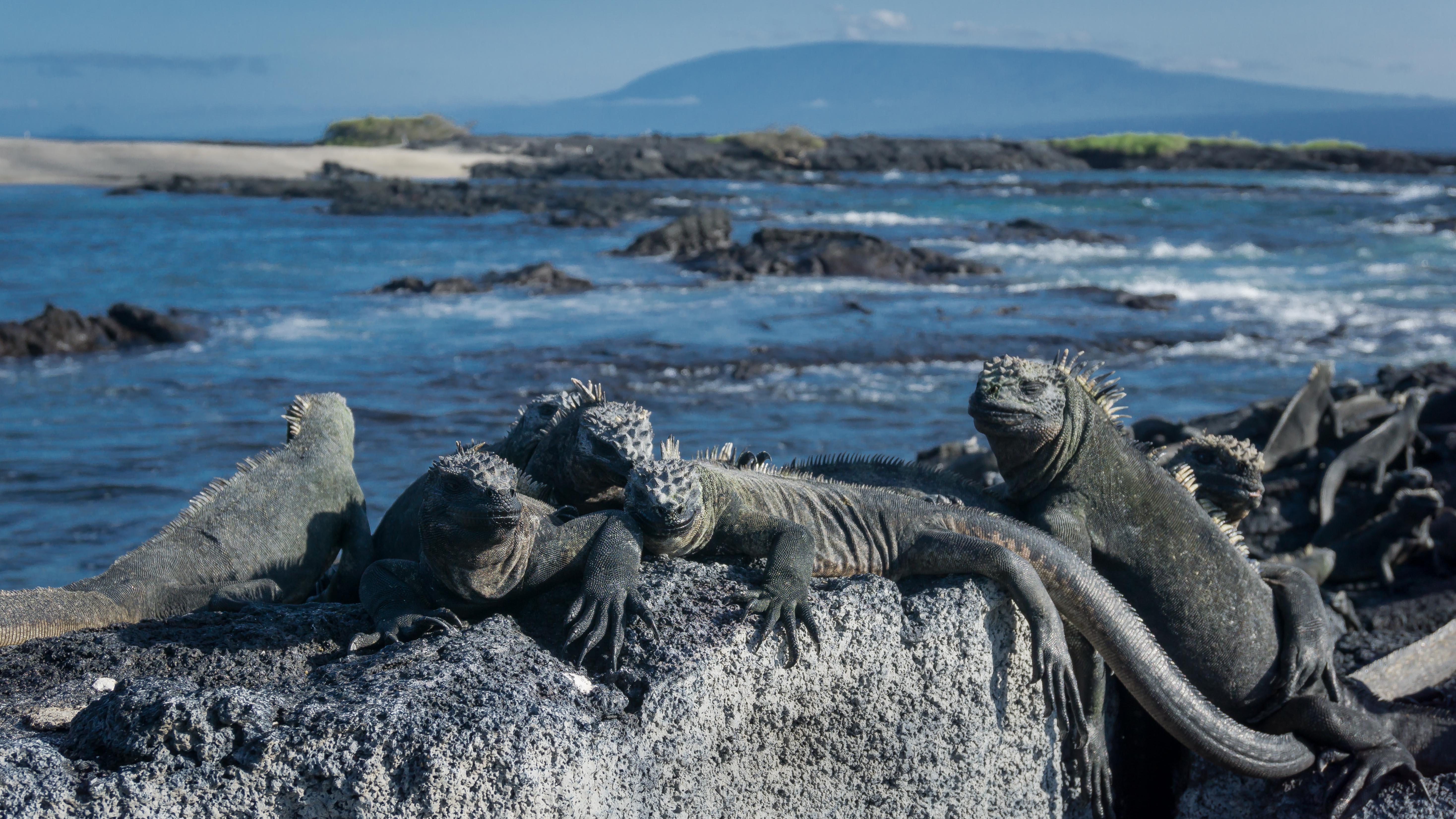 punta-espinoza-isla-fernandina-iguanas