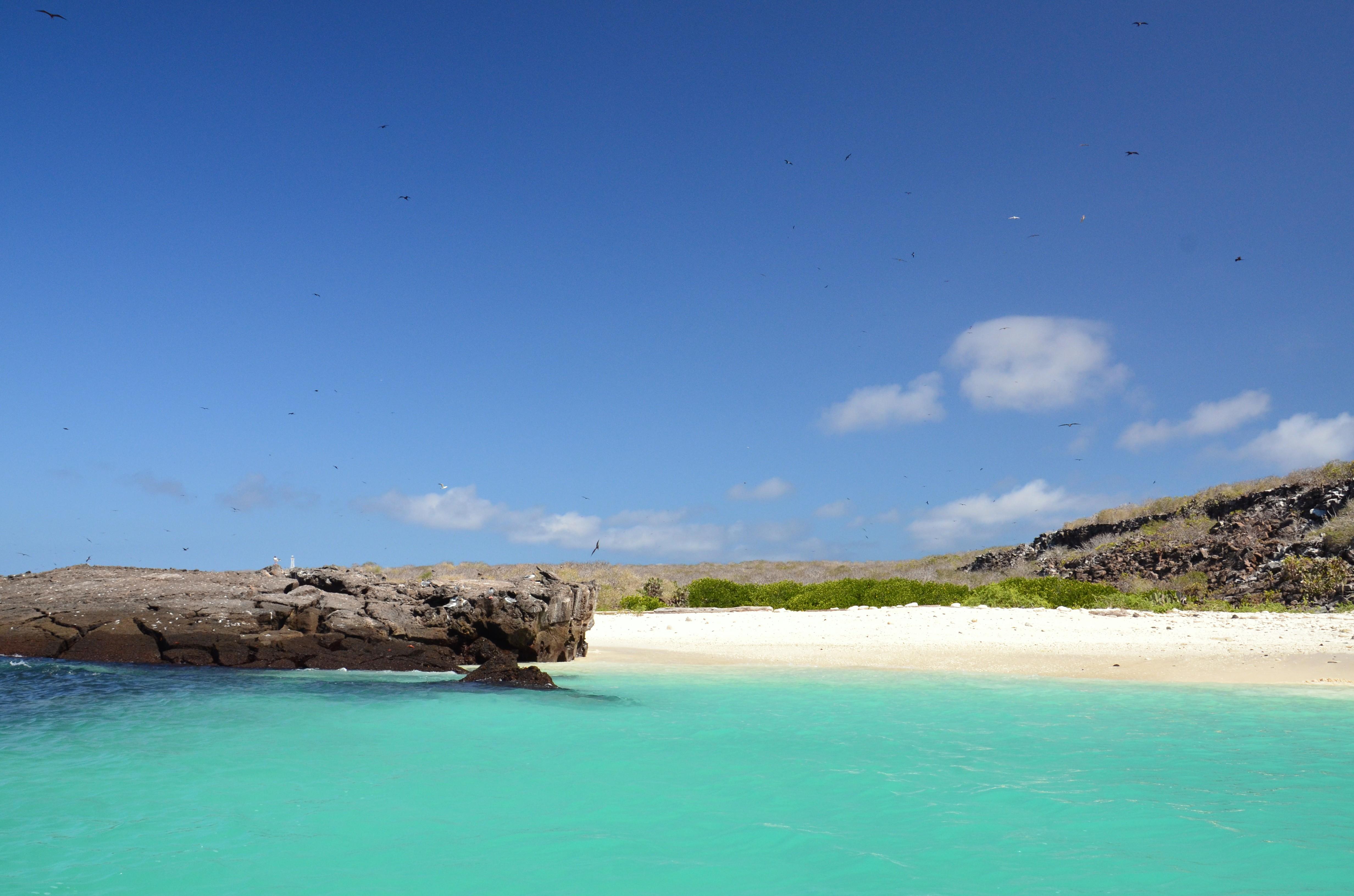 white-sandy-beach-genovesa-beach