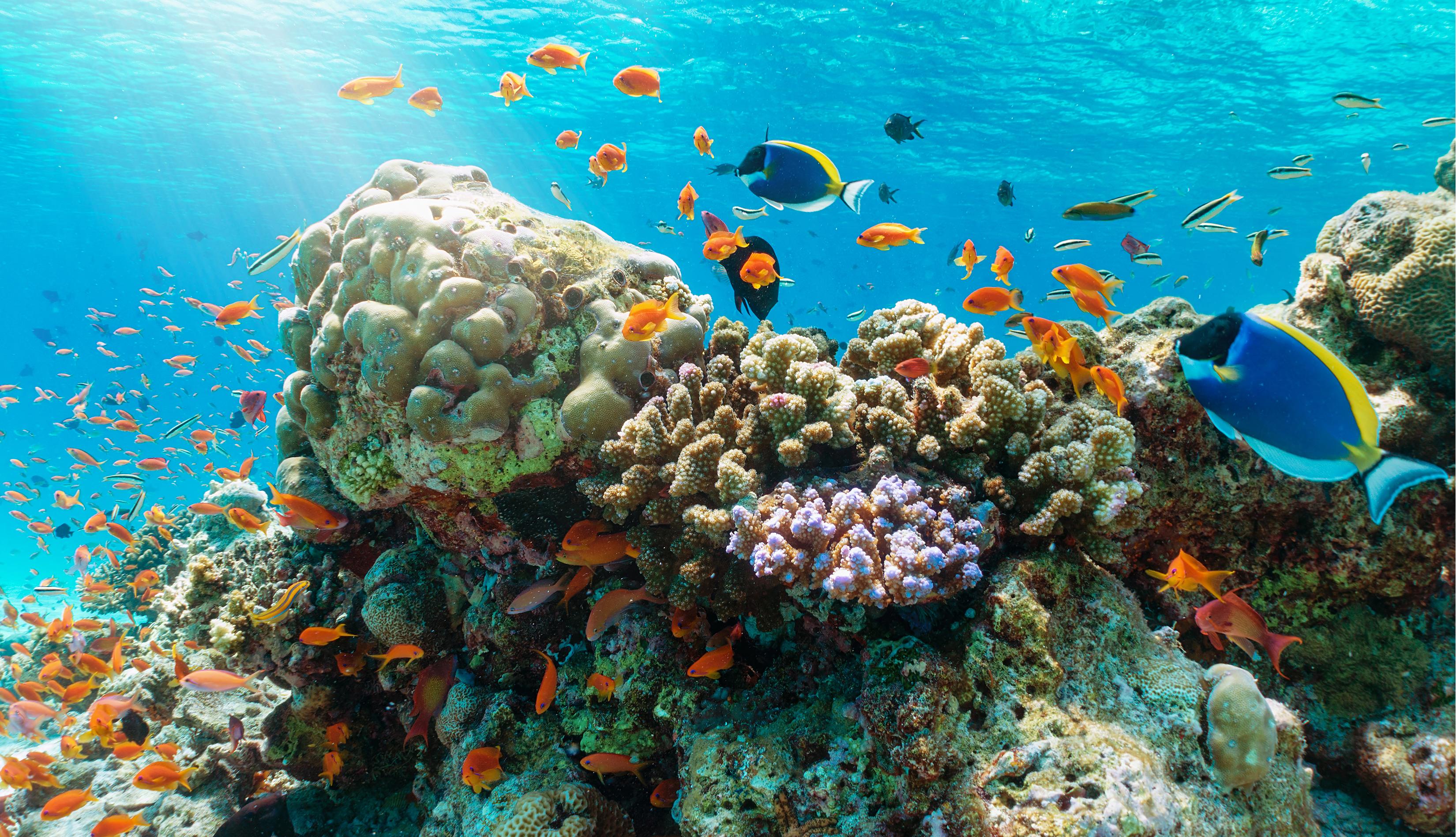 Coral