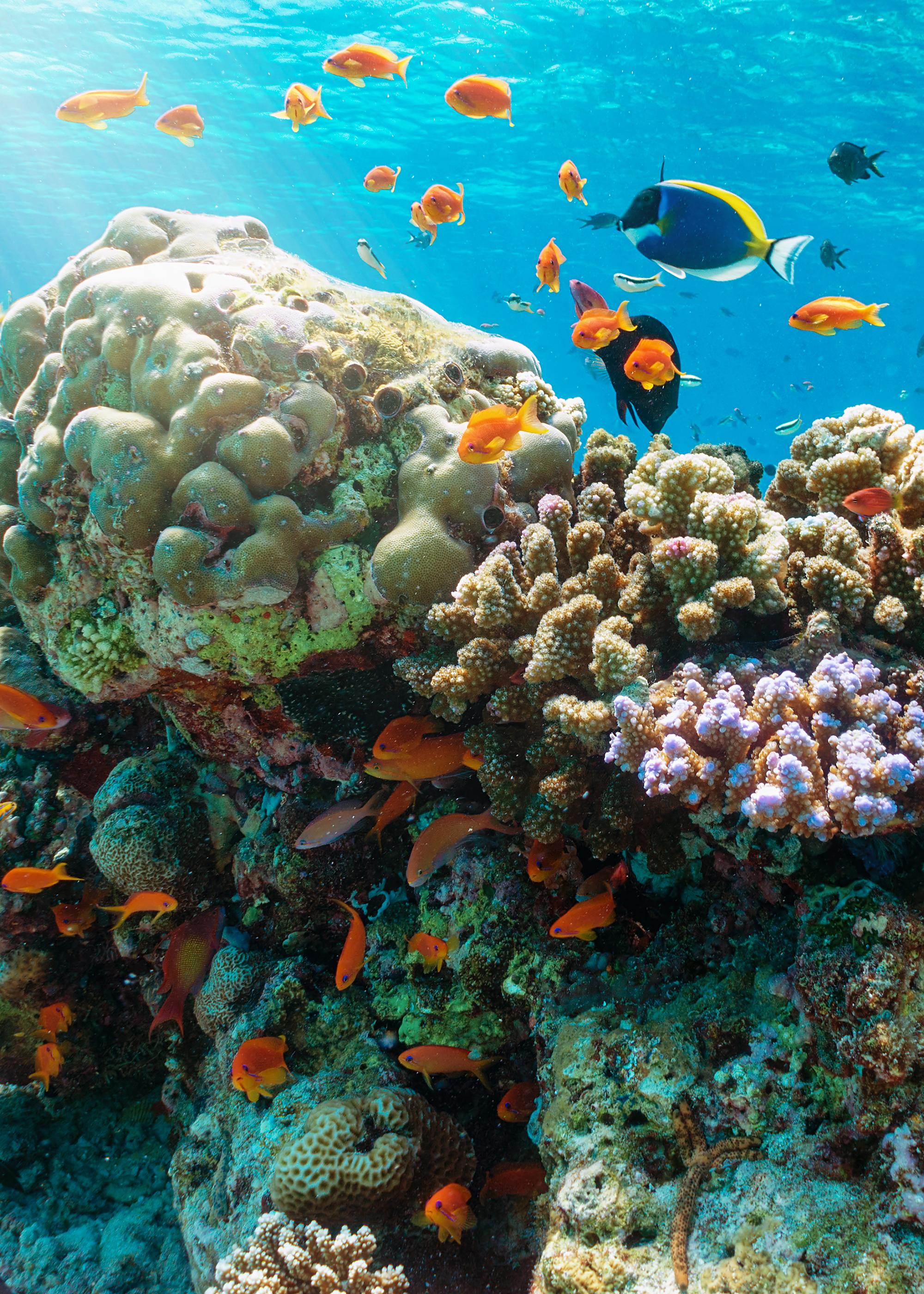Coral