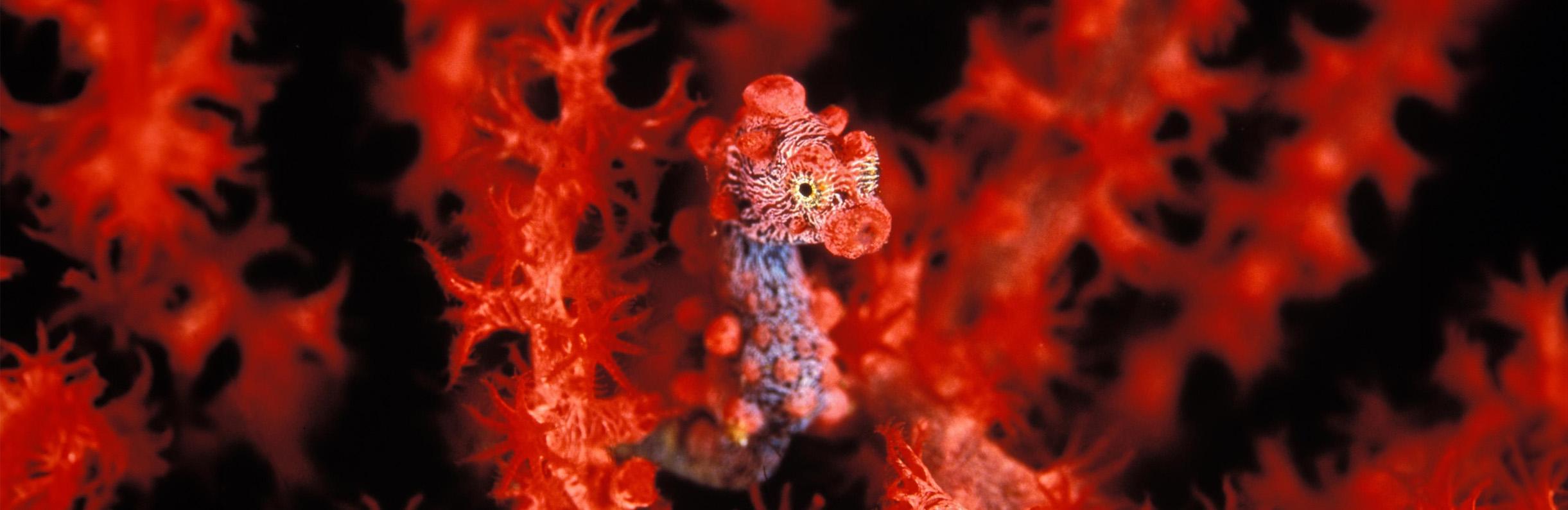 Pigmy seahorse