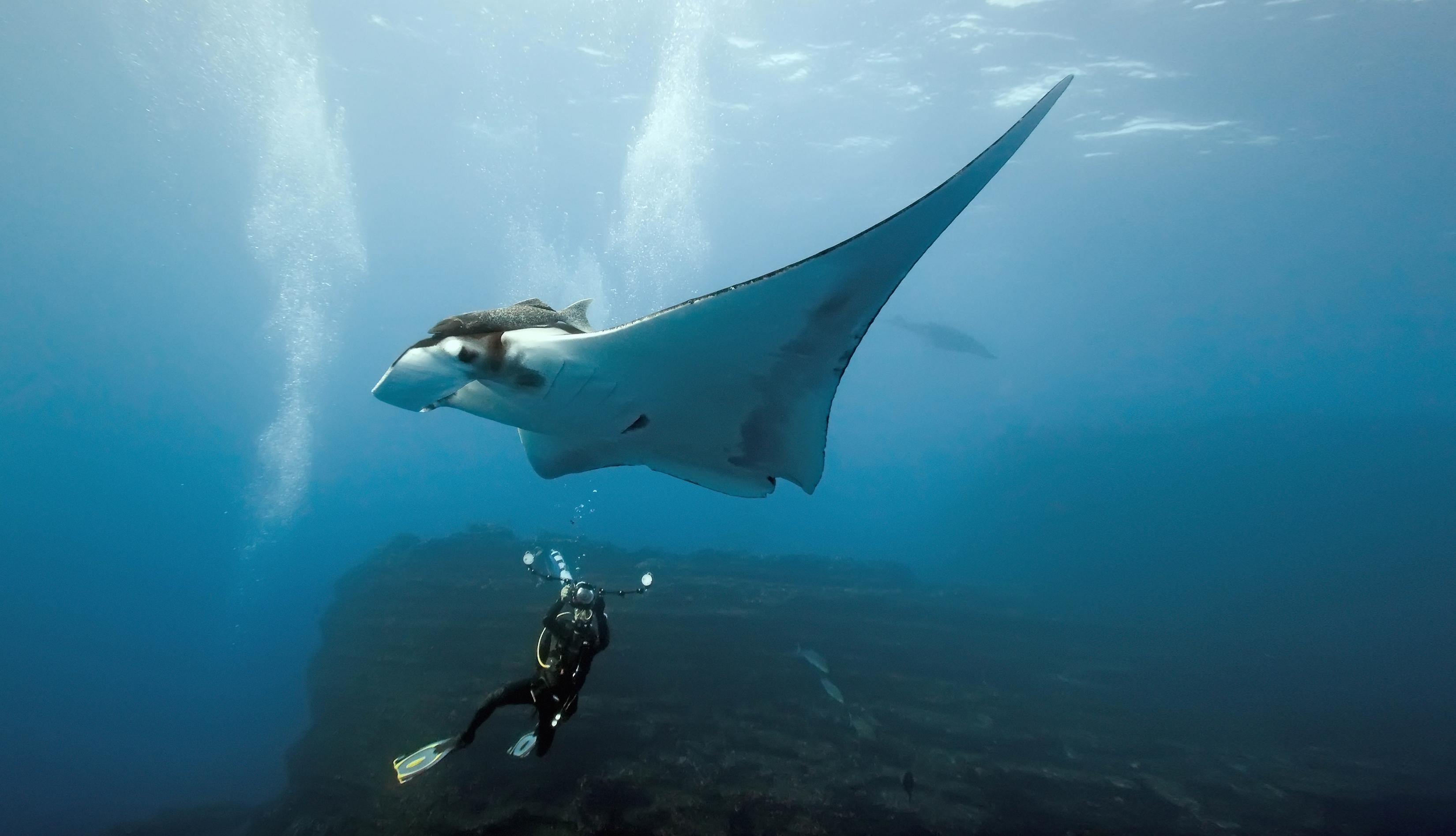 Diving