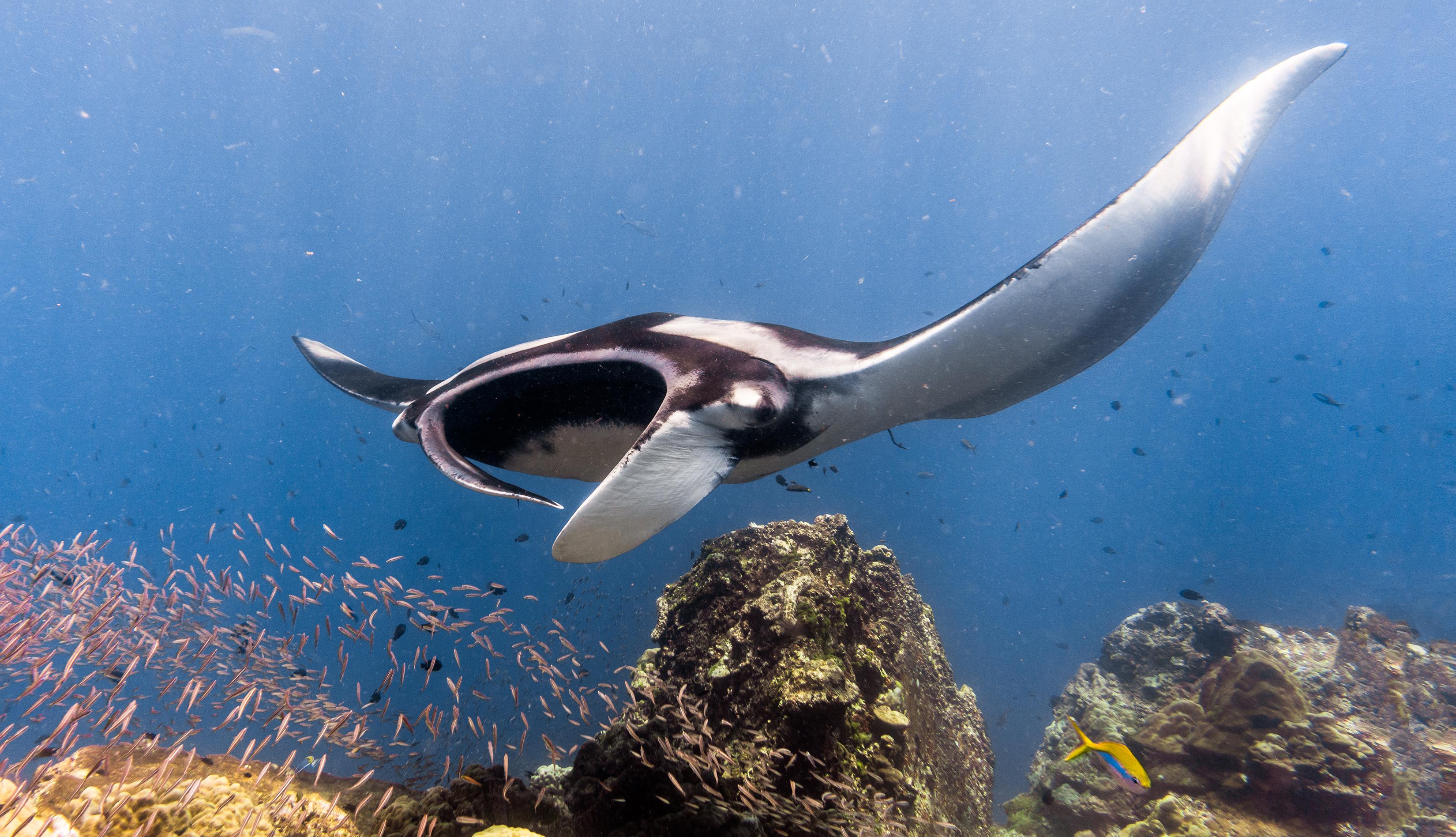 manta