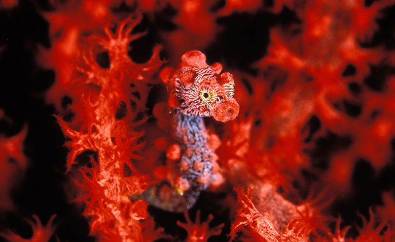 Pigmy Seahorse.
