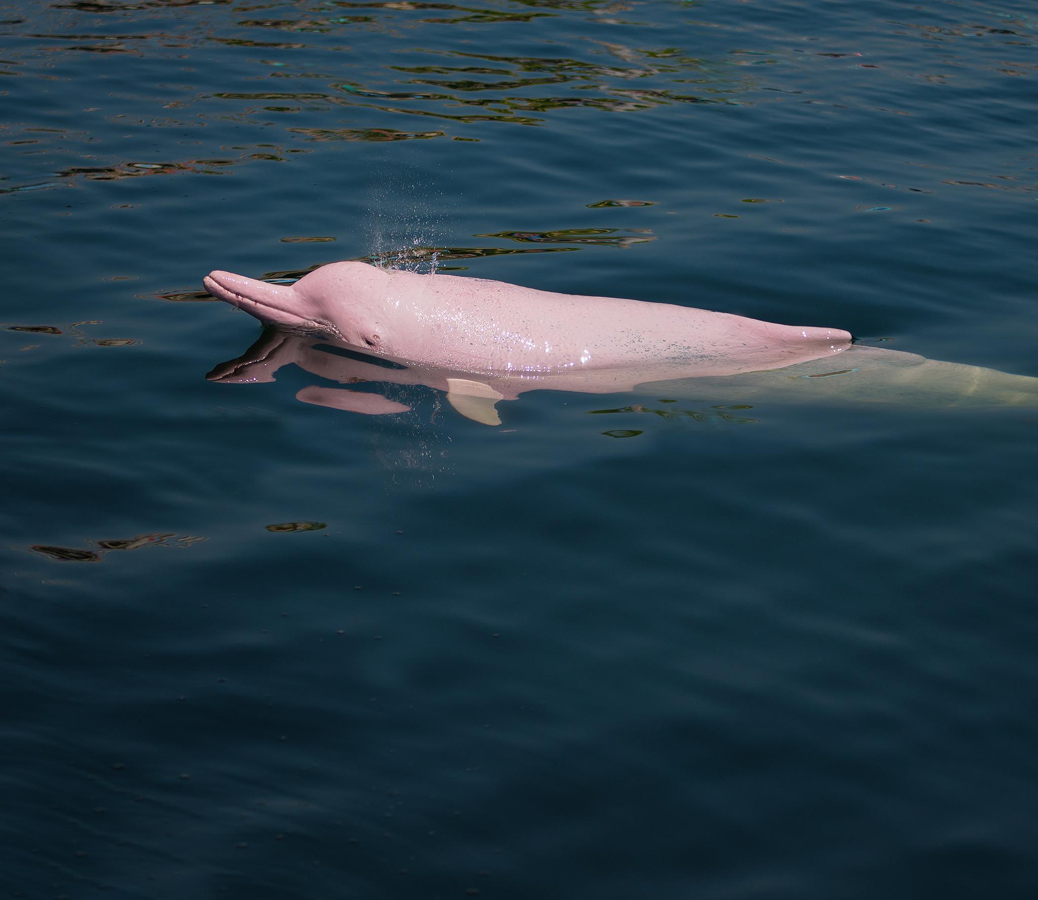 Pink dolphin