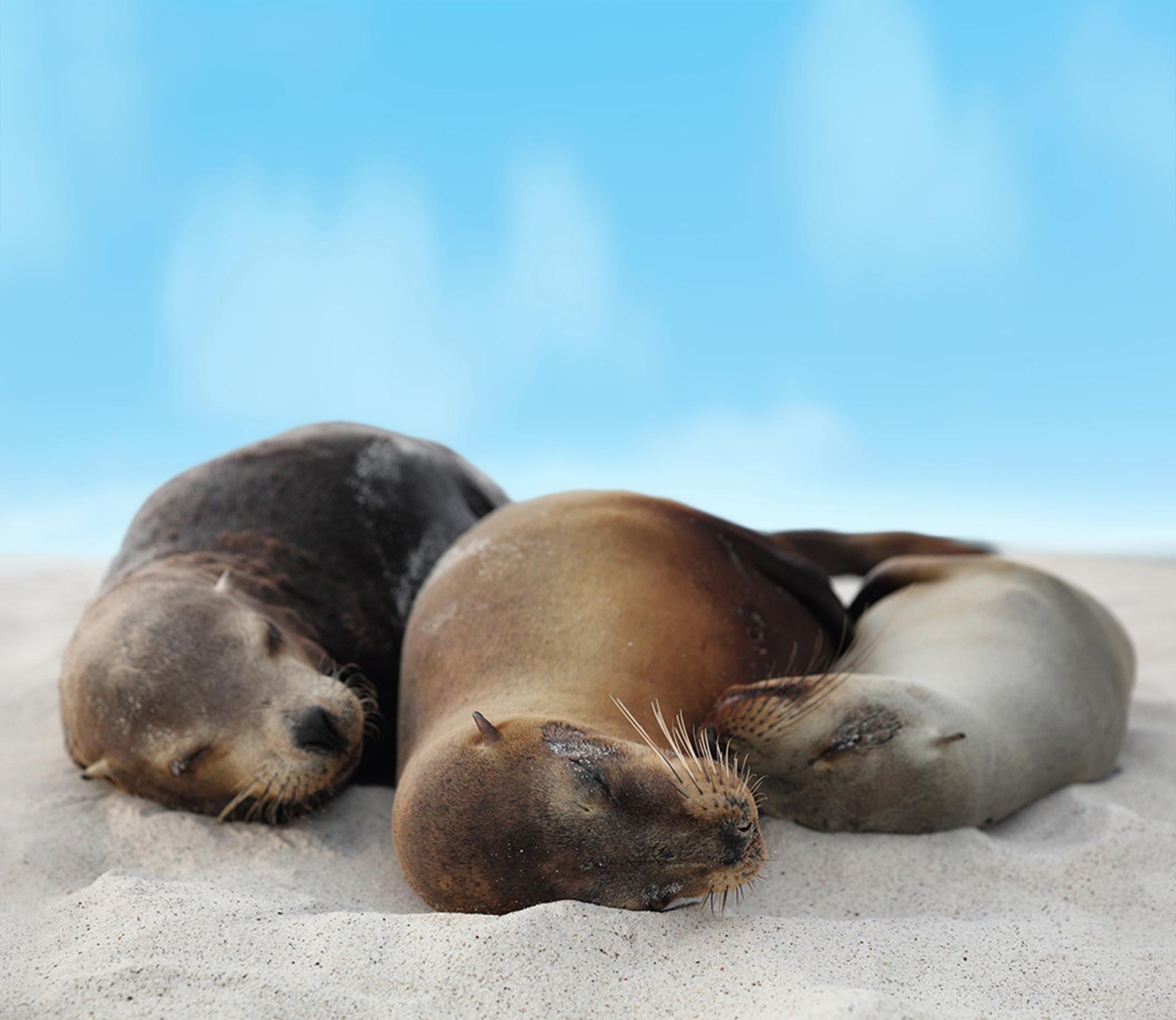sealion