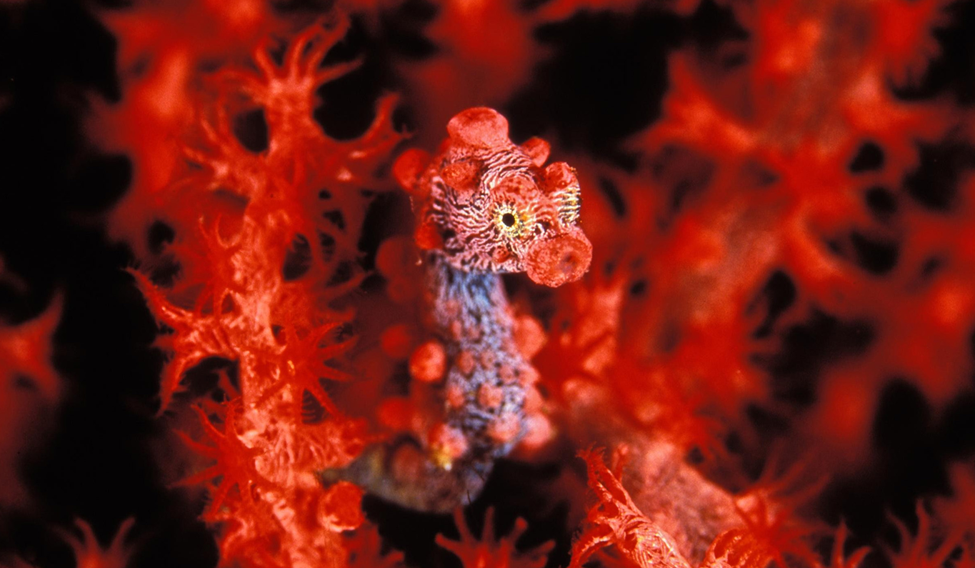 Pigmy Seahorse.