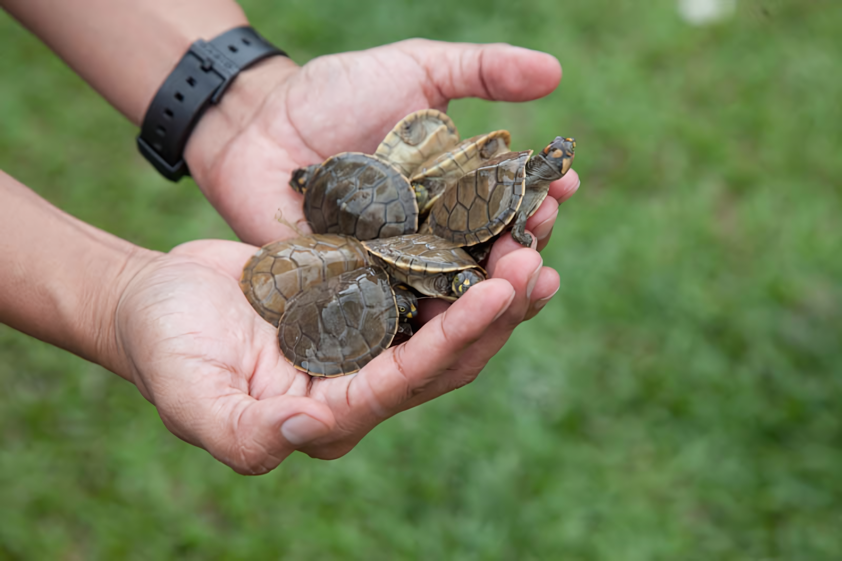 Taricaya turtles