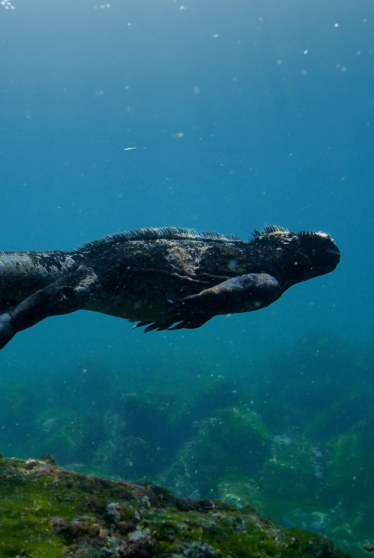 Marine Iguana