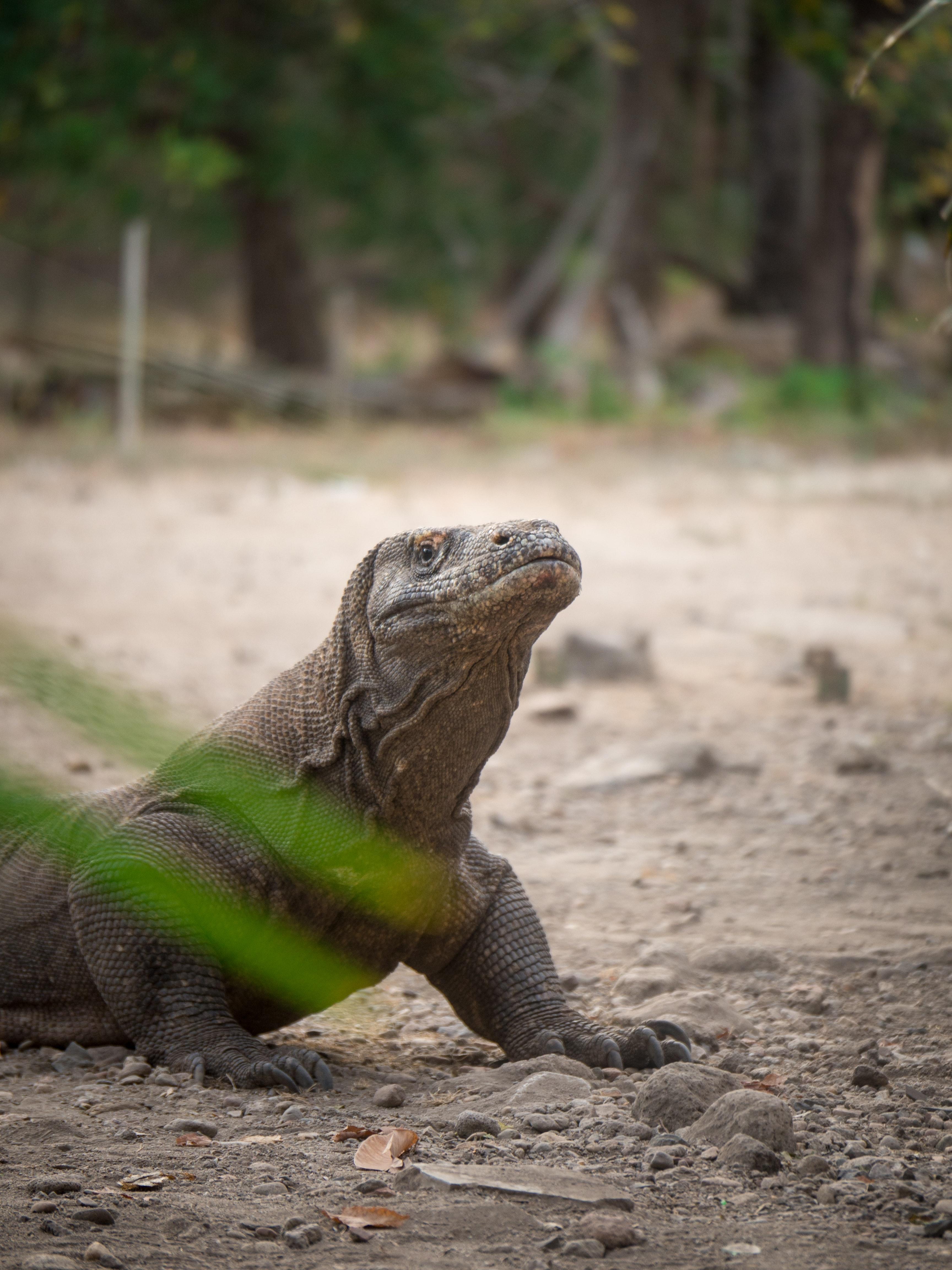 komodo dragon