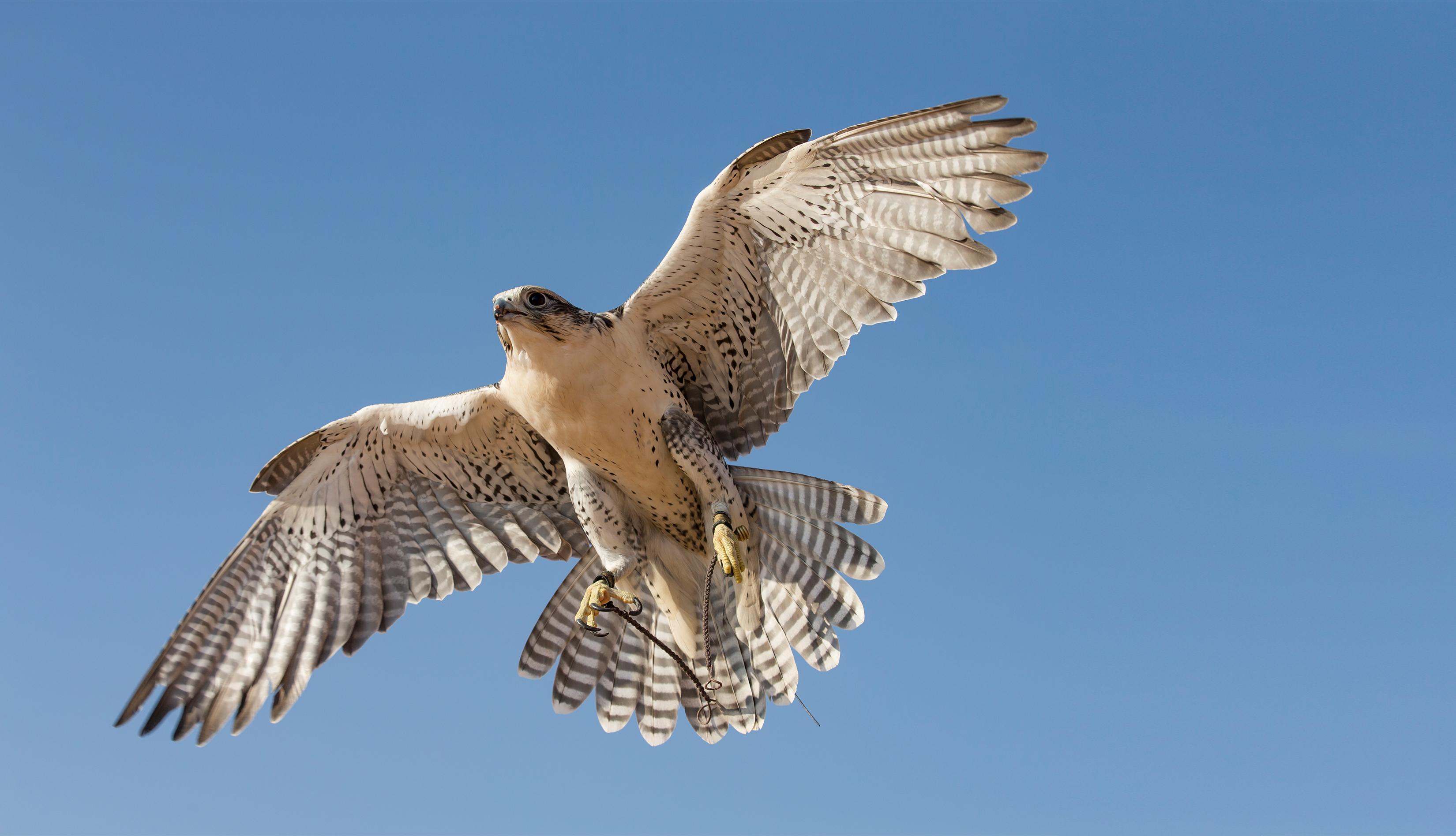 bird