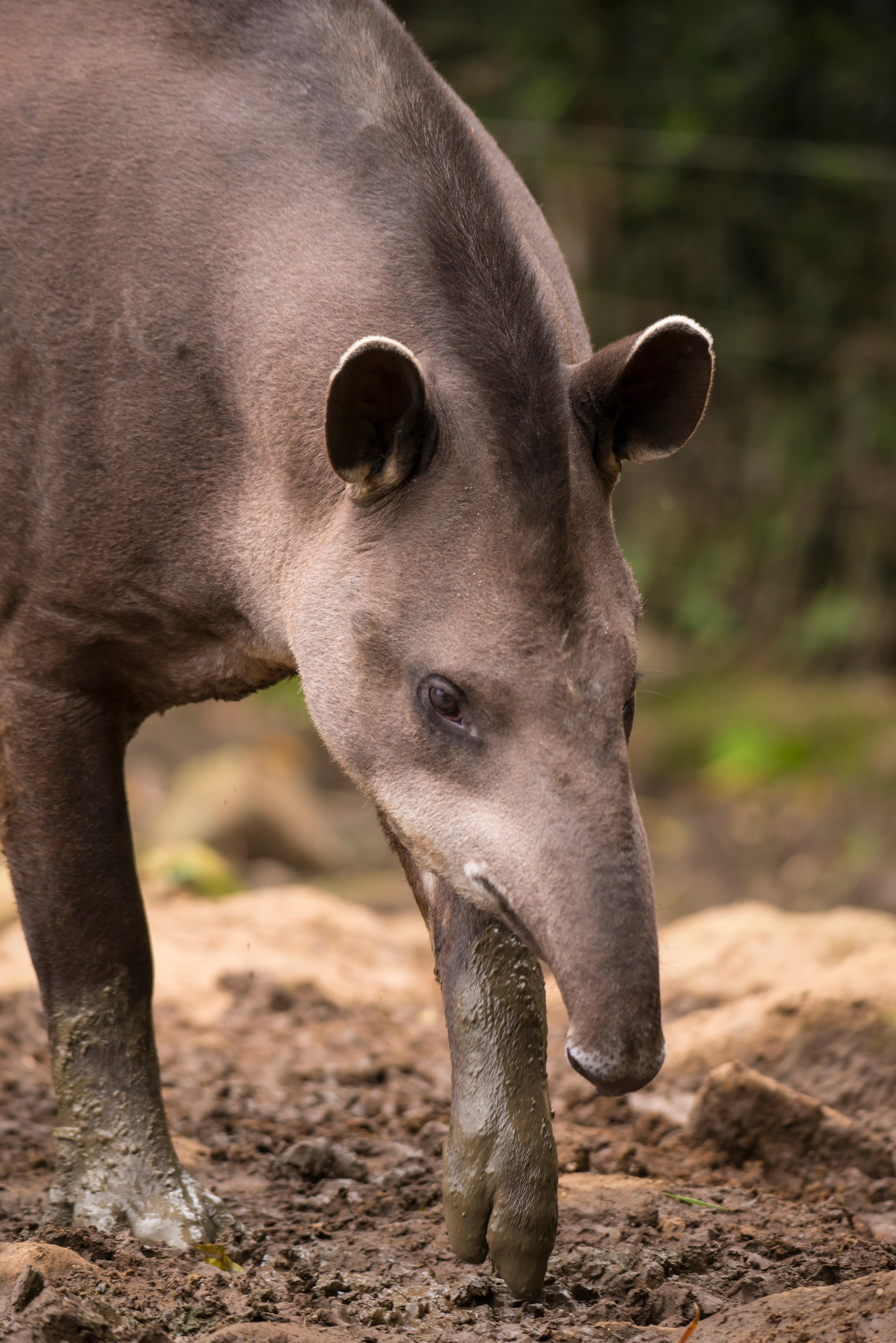 Amazon animal
