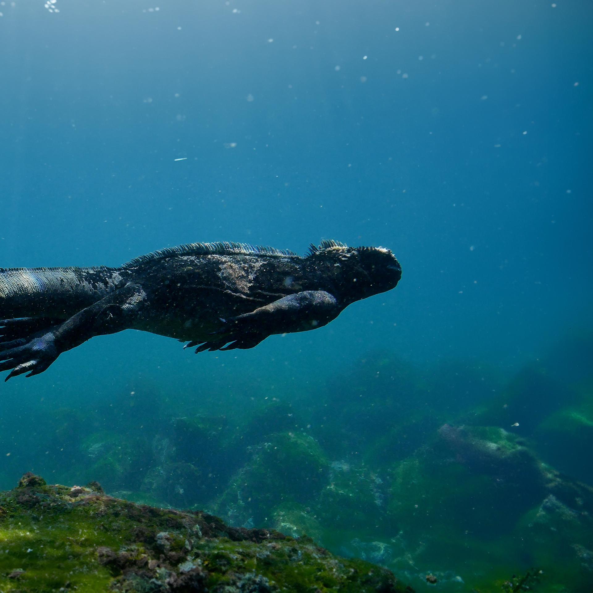 Marine Iguana