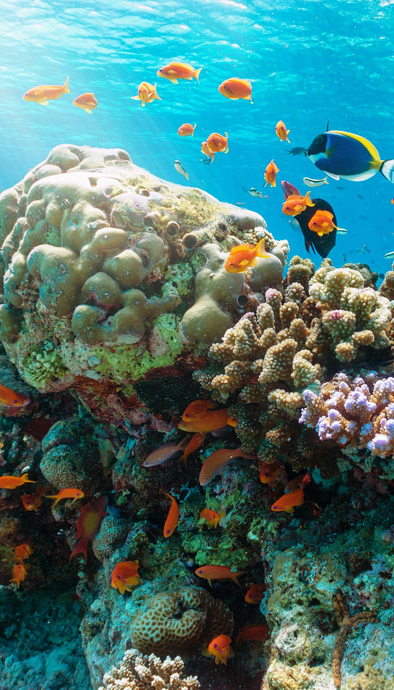 Coral