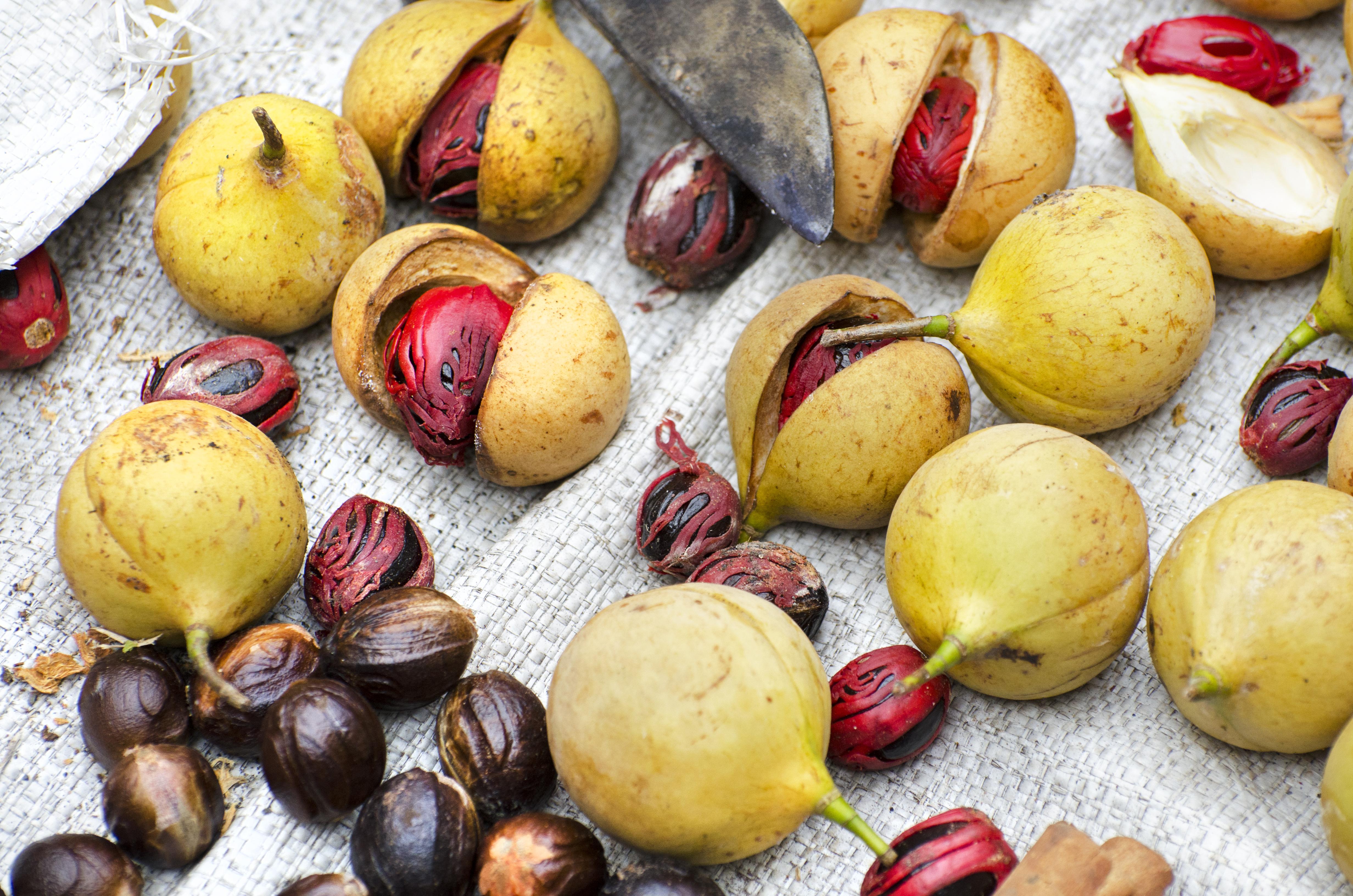 nutmeg-harvested-banda-neira.jpg
