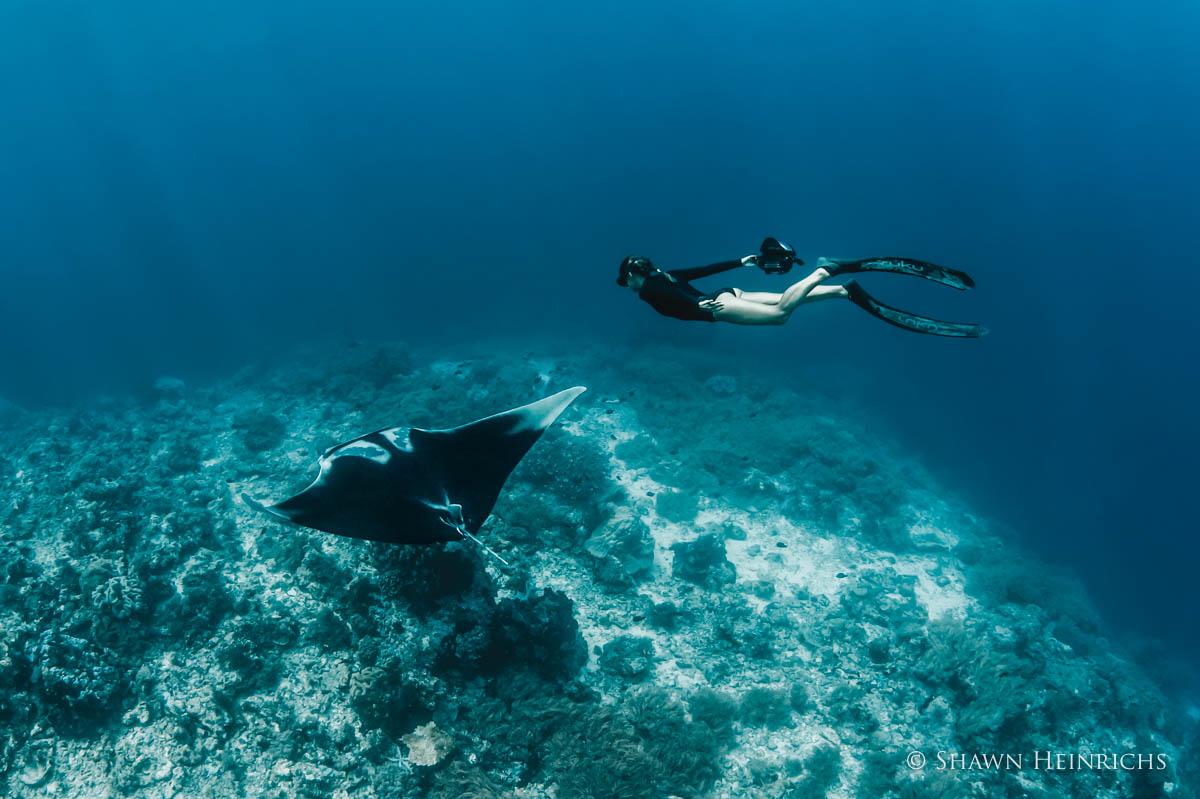 diver with manta