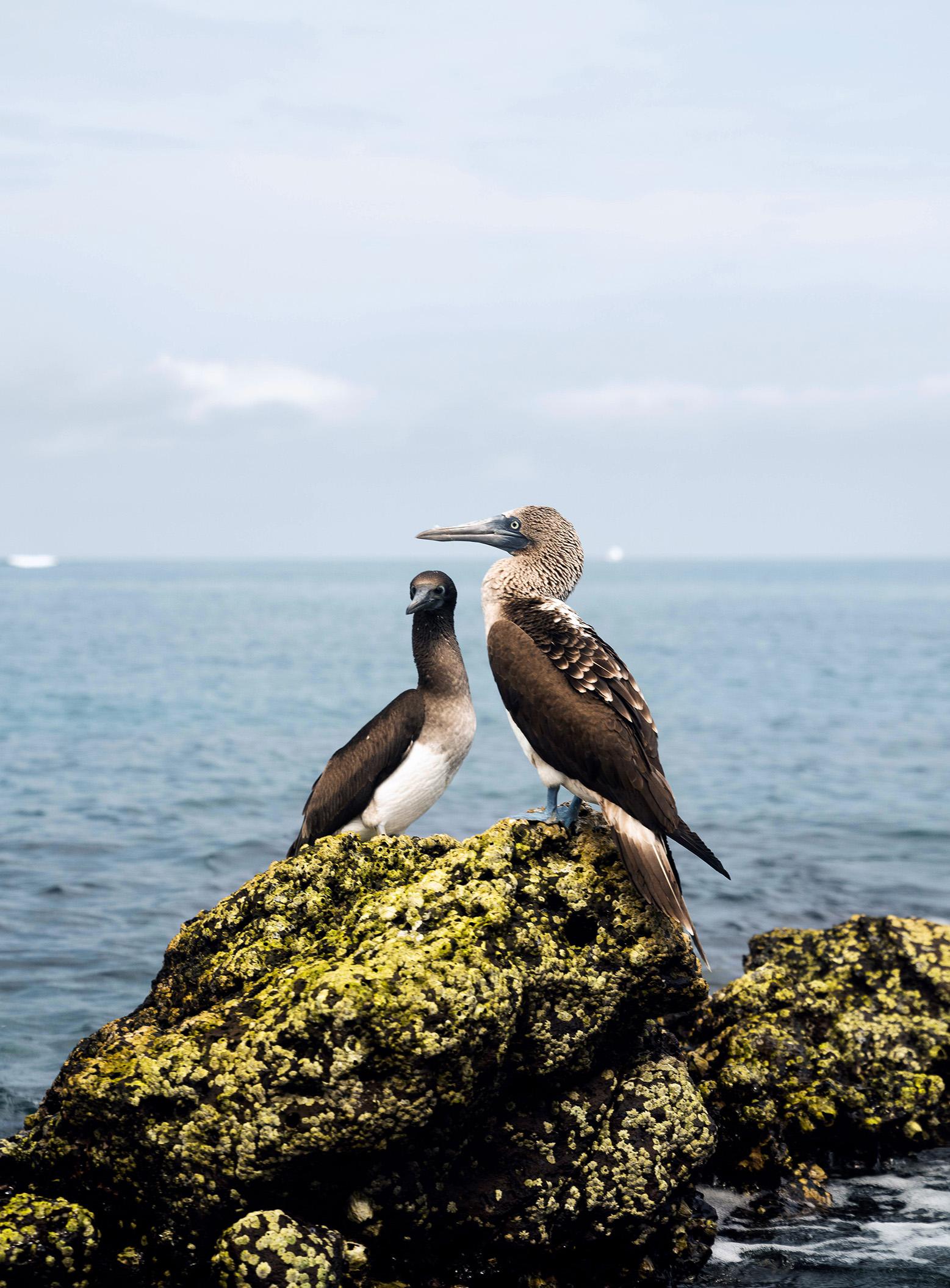 Partnership with the Conservation Trust - Desktop
