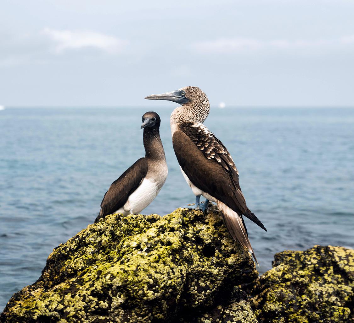 Partnership with the Conservation Trust - Mobile