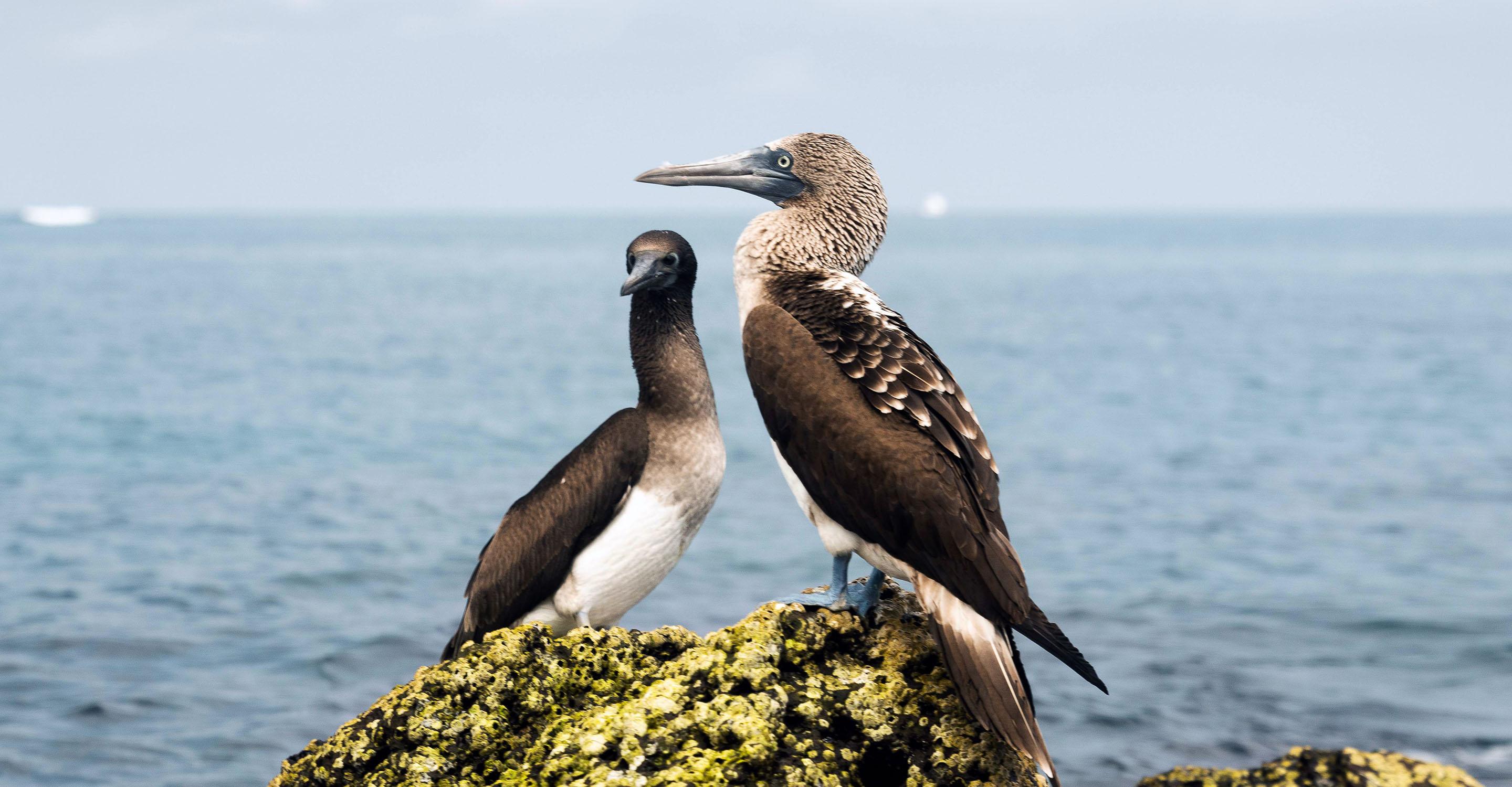 Partnership with the Conservation Trust - Tablet