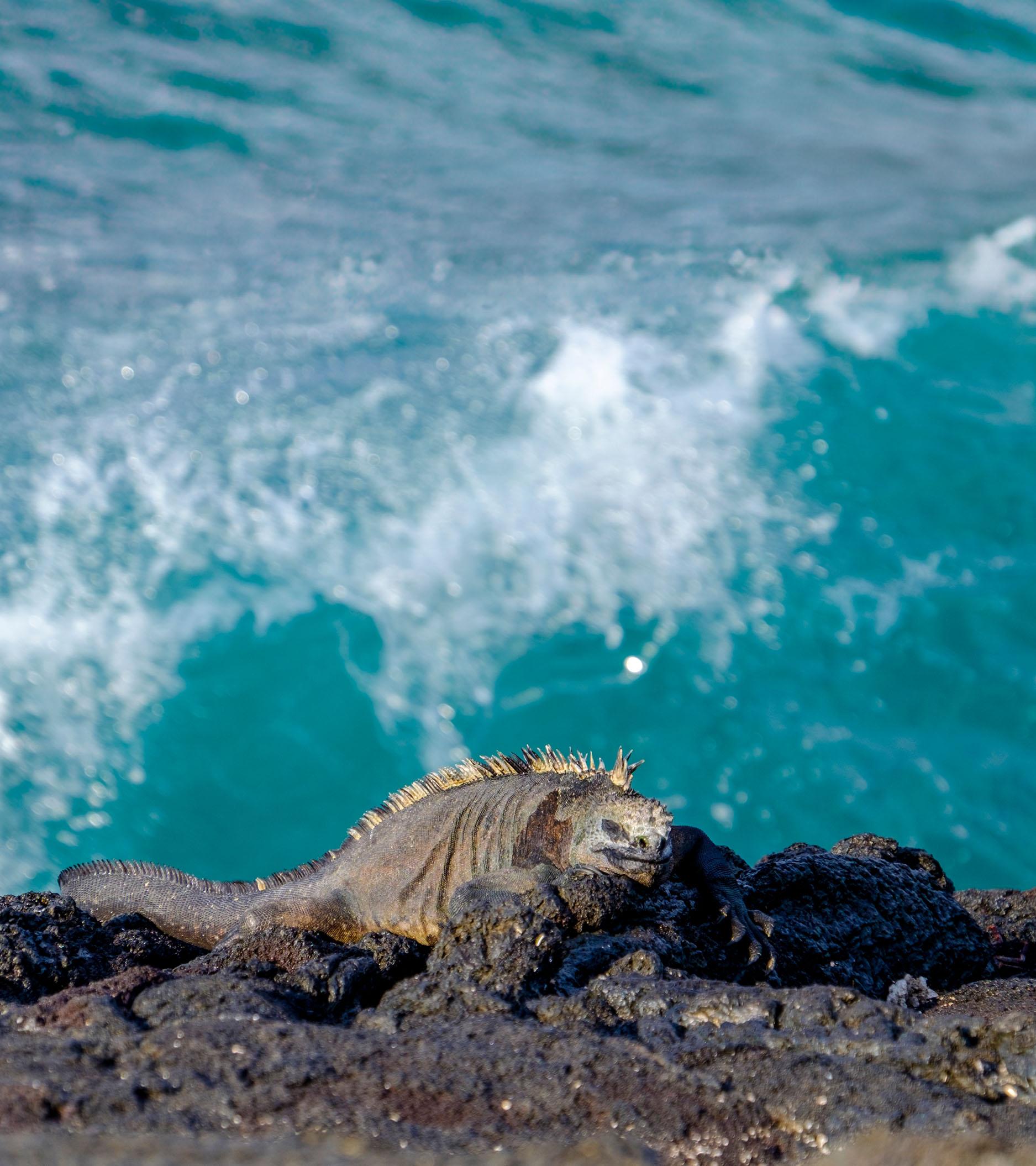 Destination Specific Conservation - Header Banner - Mobile
