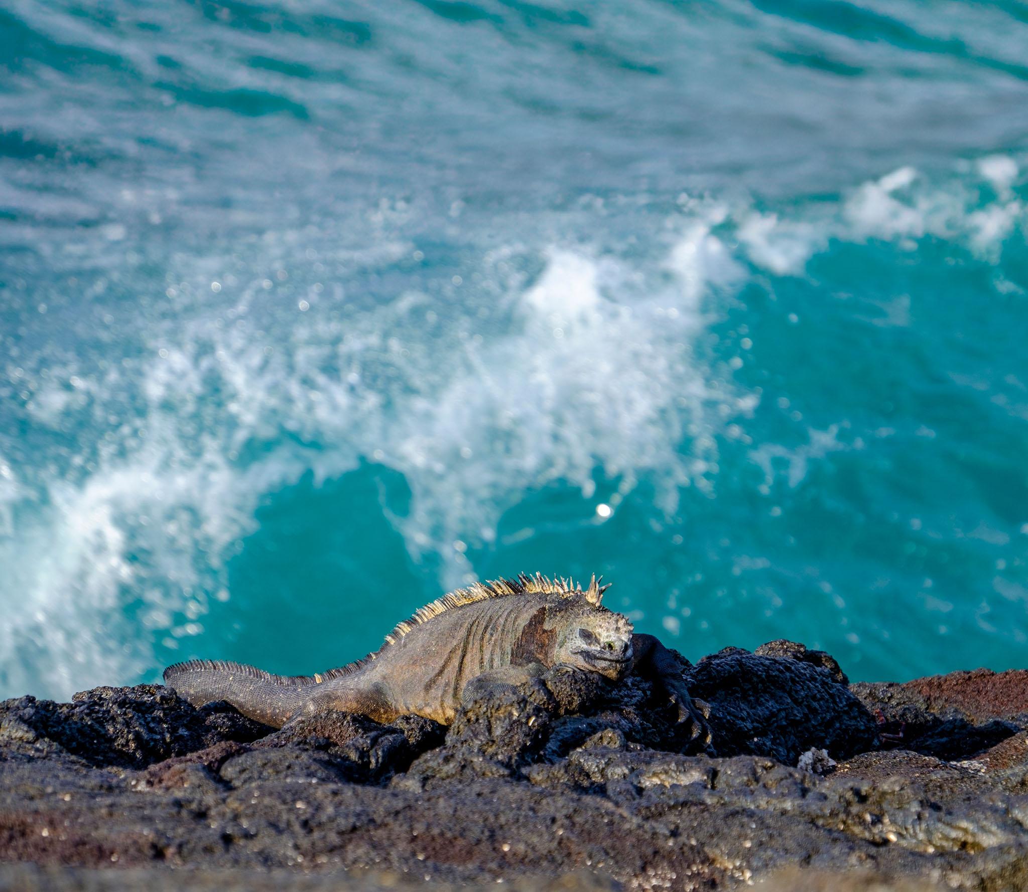 Destination Specific Conservation - Header Banner - Tablet