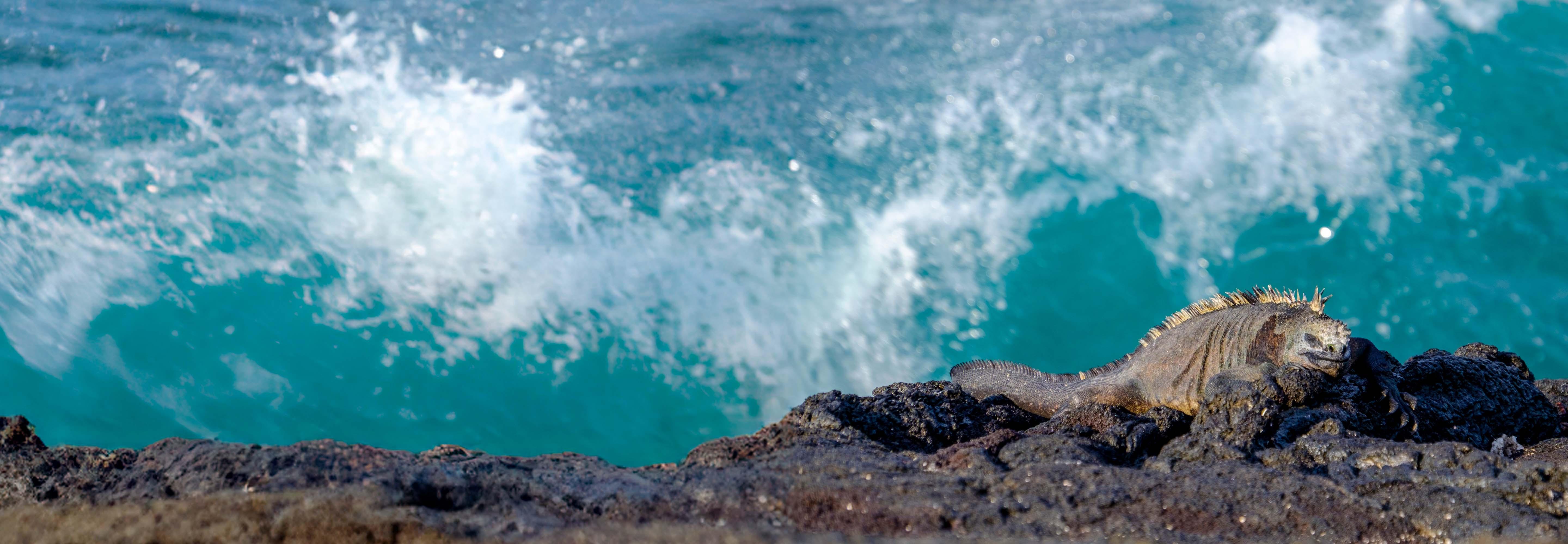 Destination Specific Conservation - Header Banner - Desktop