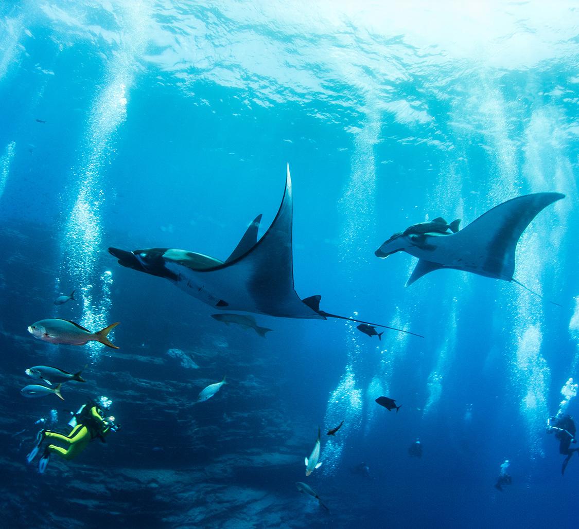 Conservation of Manta Rays - Mobile
