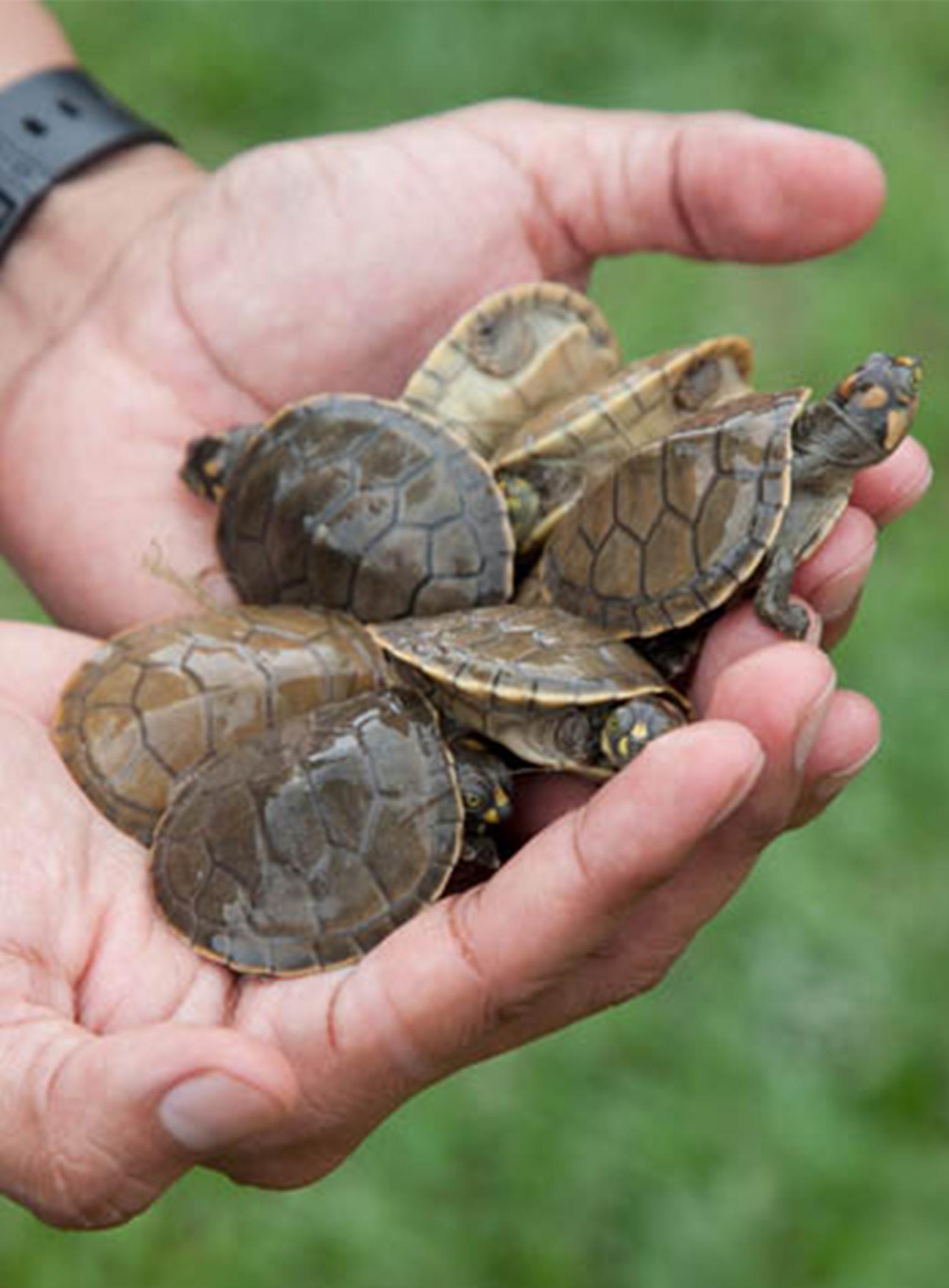 Turtle Conservation - Desktop
