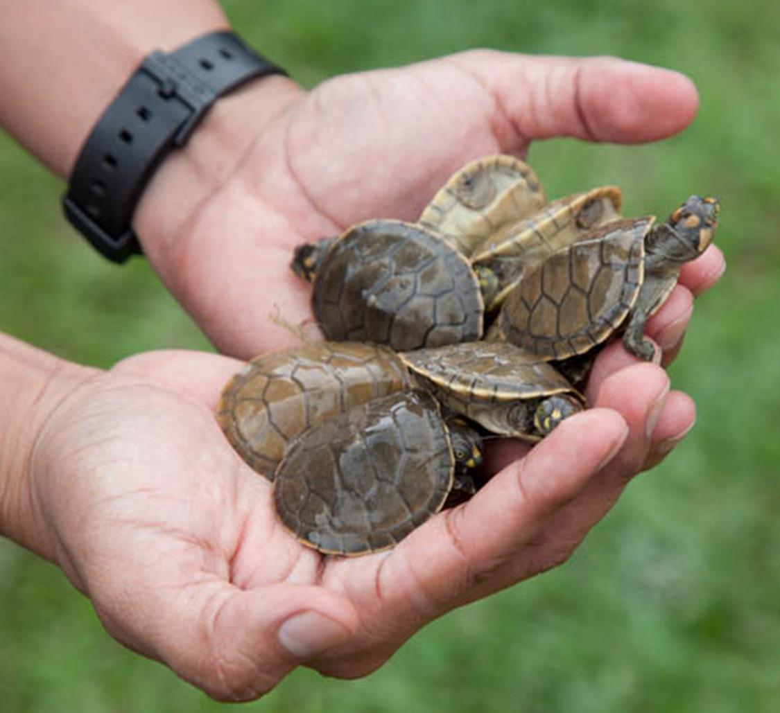 Turtle Conservation - Mobile