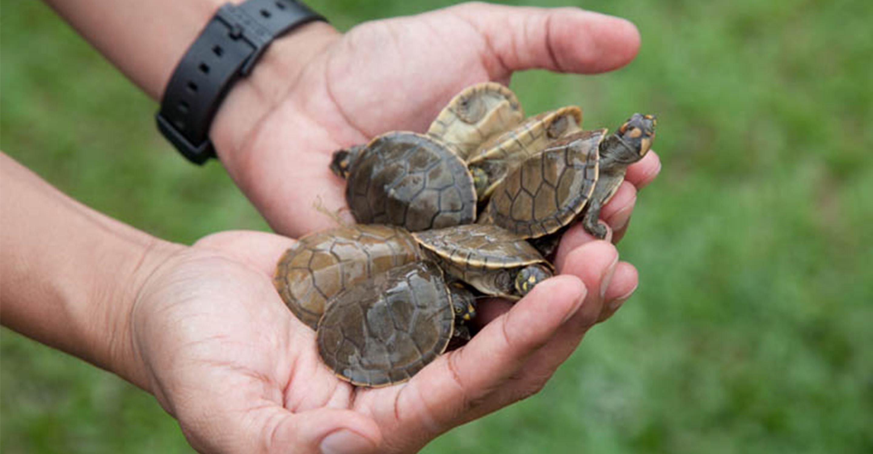 Turtle Conservation - Tablet 