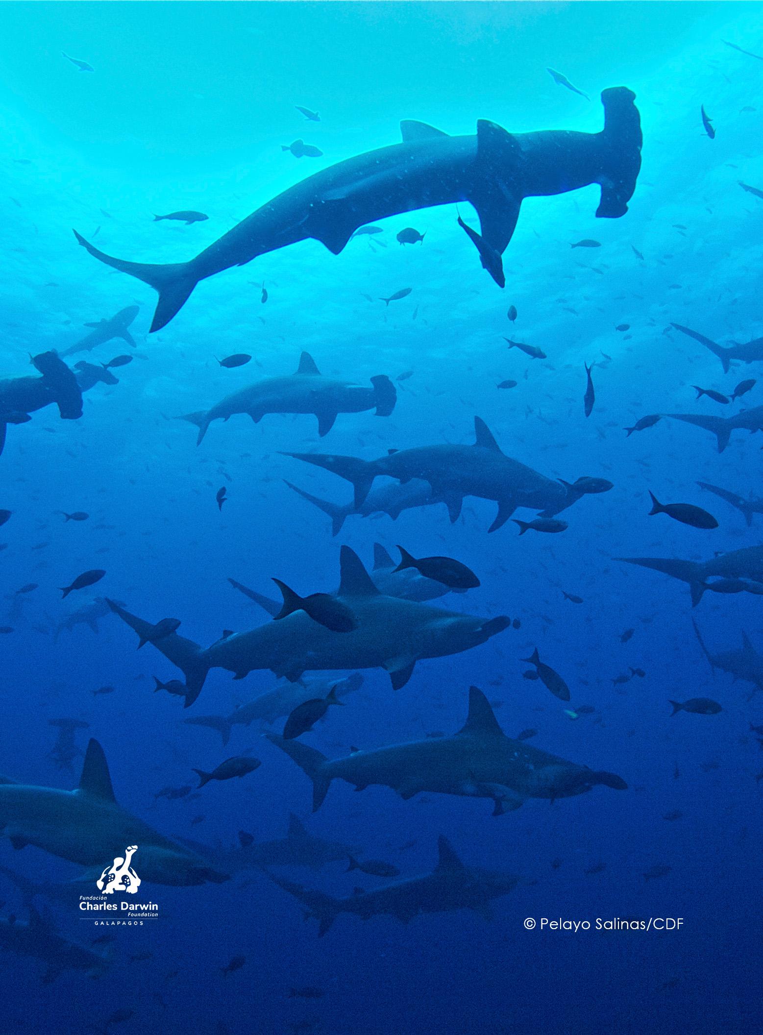 CDF Partnership - Shark Ecology (logo)