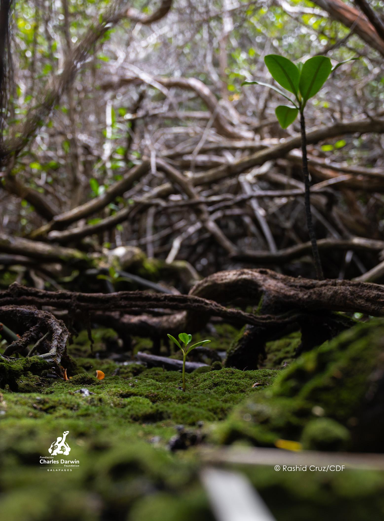 Mangrove ecology - logo - desktop 
