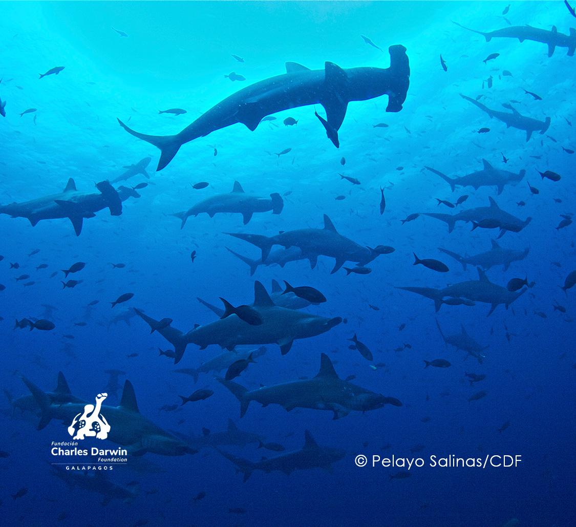 CDF Partnership Shark Ecology (logo) - Mobile