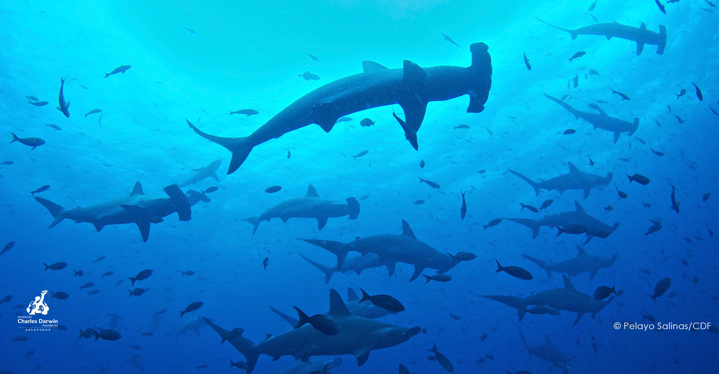 CDF Partnership Shark Ecology (logo)