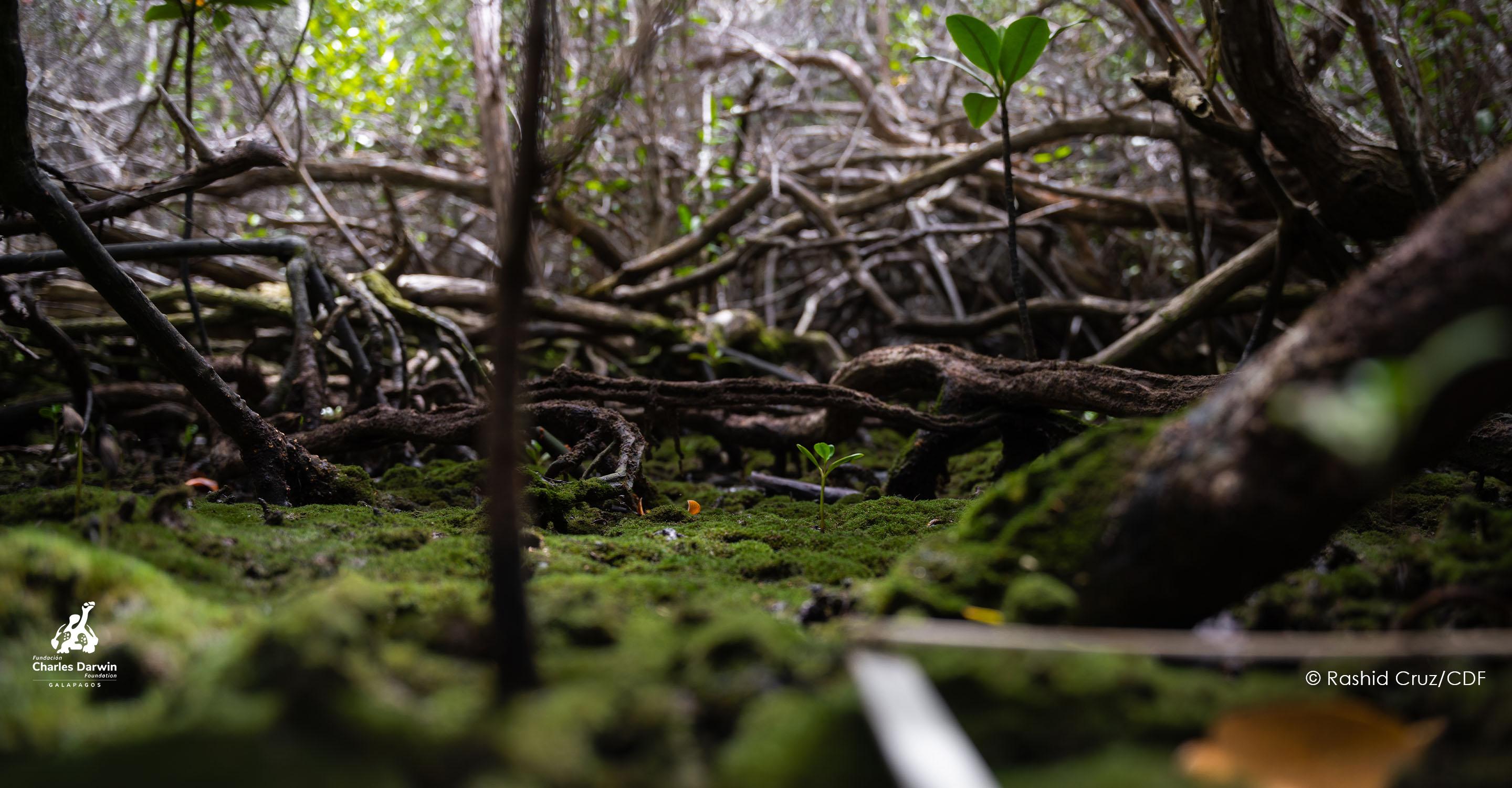 Mangrove ecology - logo - tablet 