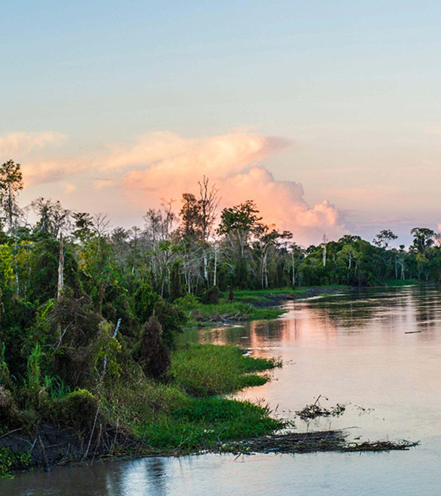 Amazon - Landscapes - 05_Mobile