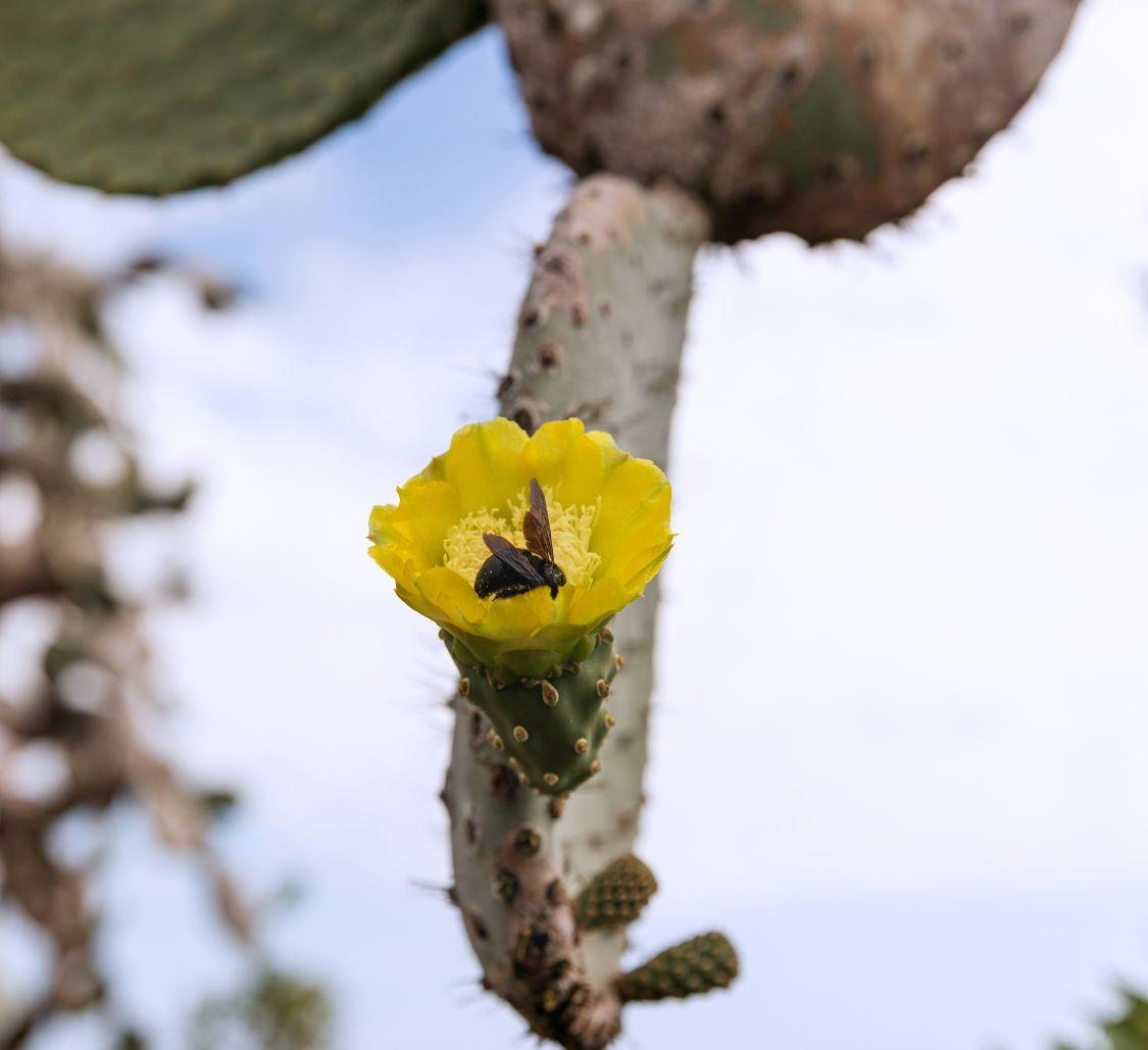 Aqua Mare - Cactus - 04Mobile