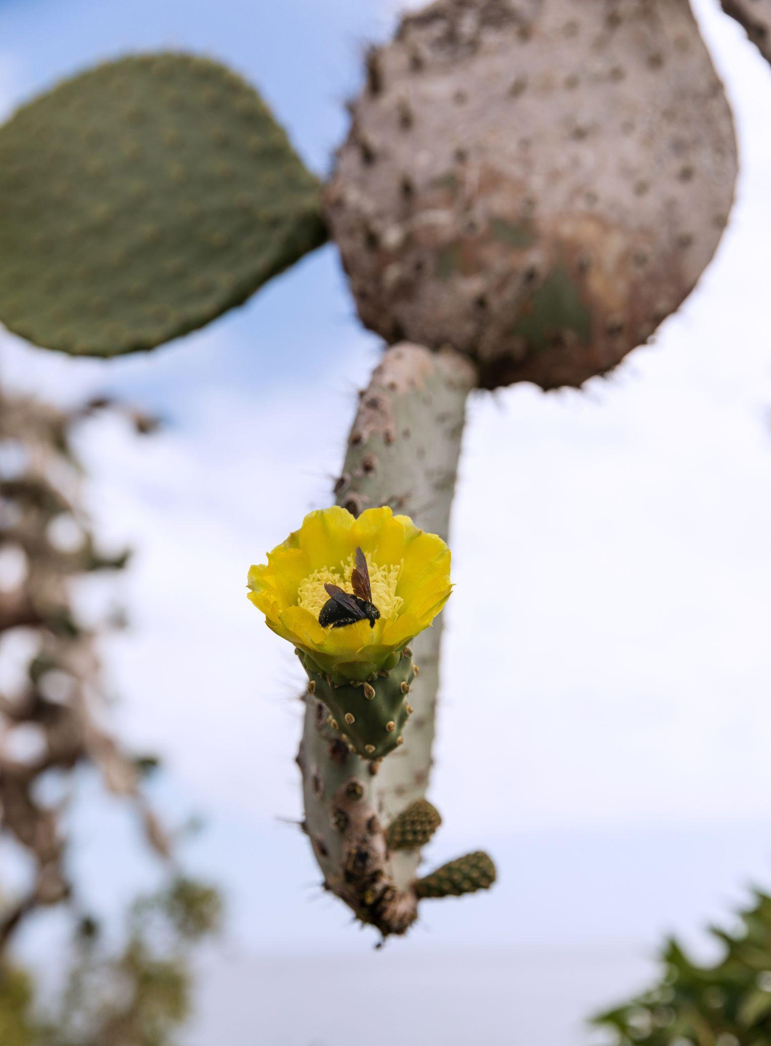 Aqua Mare - Cactus - 04_PC