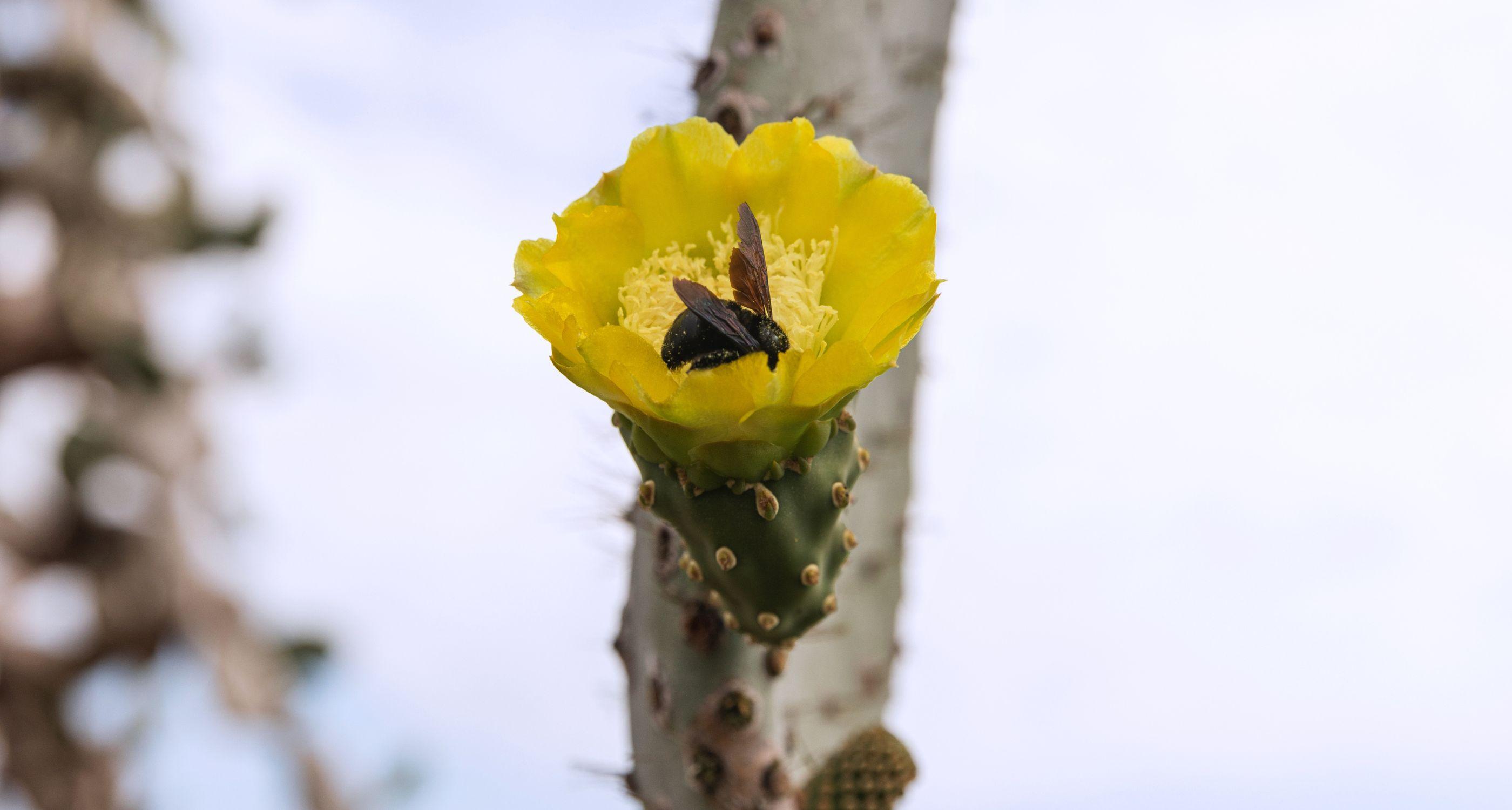 Aqua Mare - Cactus - 04_Tablet