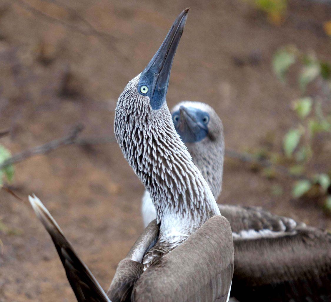 Aqua Mare_Blue footed boobies_02_Mobile