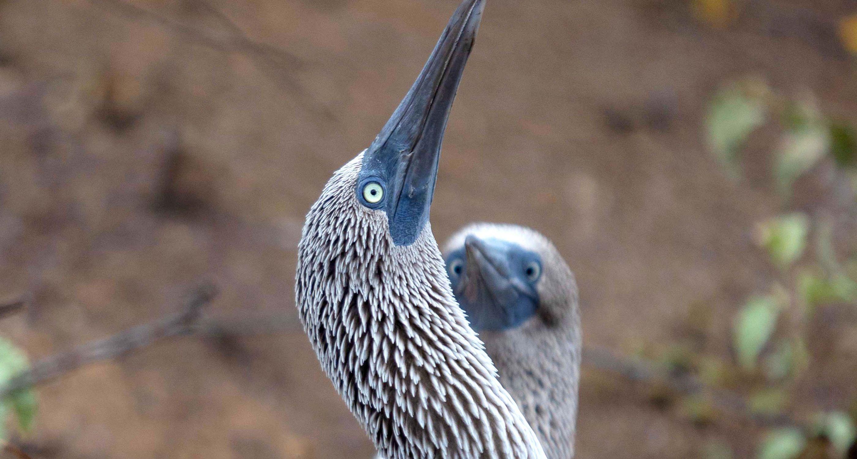 Aqua Mare_Blue footed boobies_02_Tablet