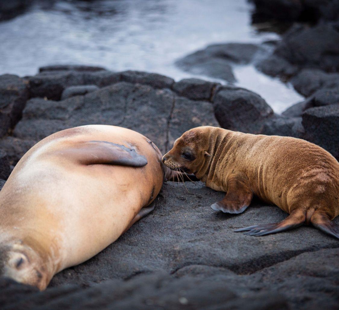 Aqua Mare_Sealion_03_Mobile