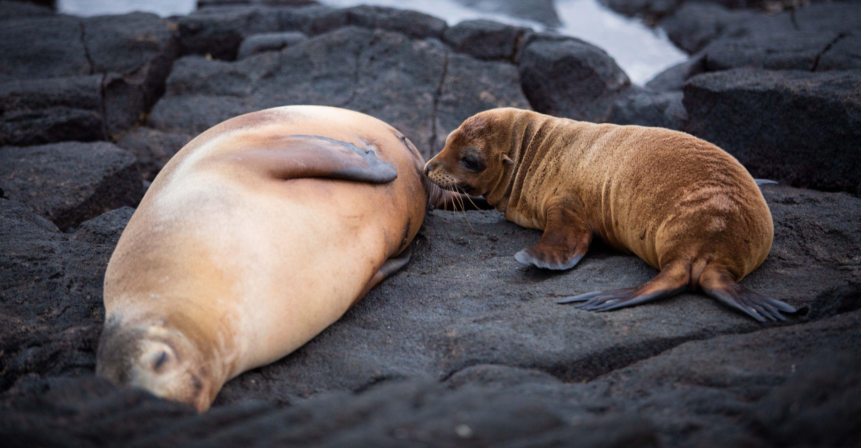 Aqua Mare_Sealion_03_Tablet