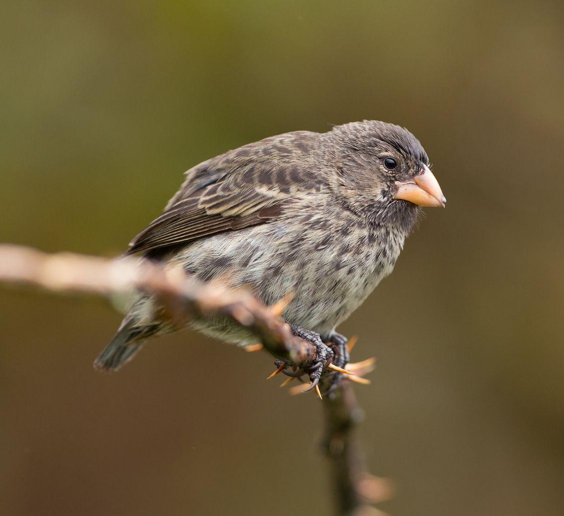 darwins-finches-closeup_Mobile