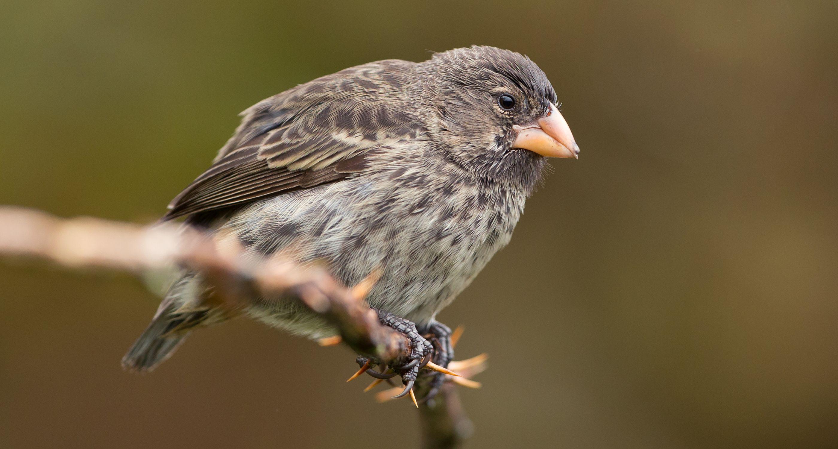 darwins-finches-closeup_Tablet